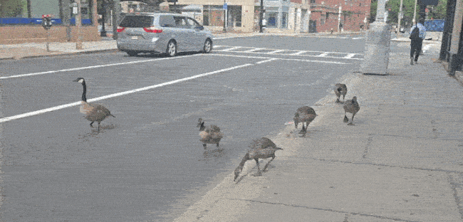 A goose family in the South End