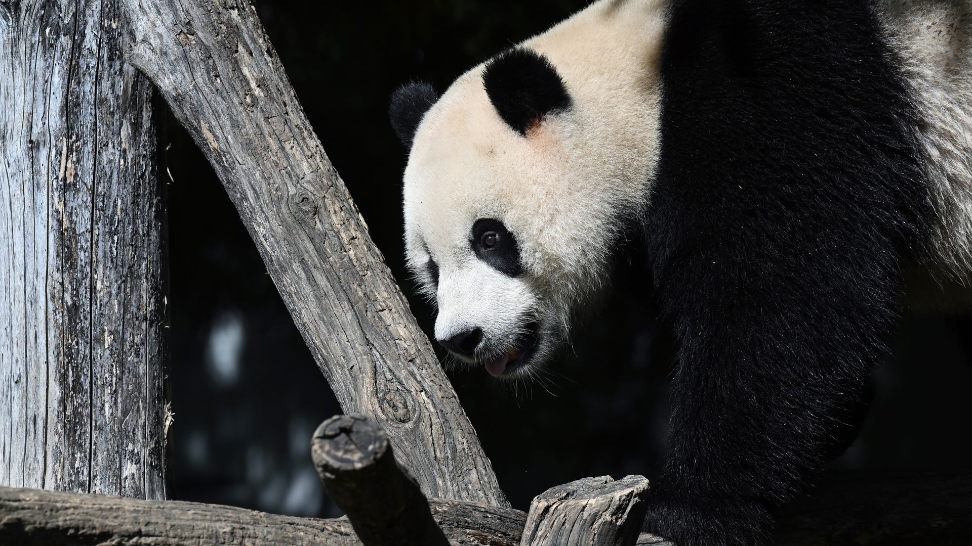 A panda sits in its enclosure at D.C.'s National Zoo.