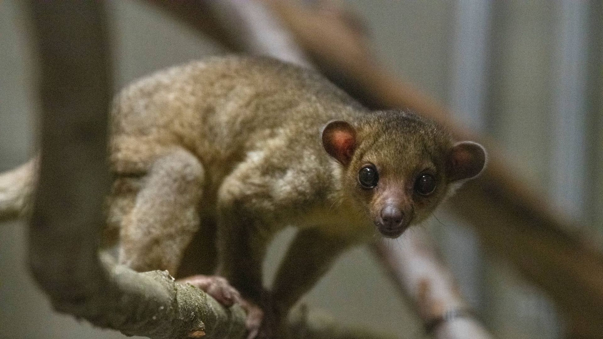 A brown kinkajou, which is in the raccoon family, is looking at the camera with big eyes from a zoo enclosure. 