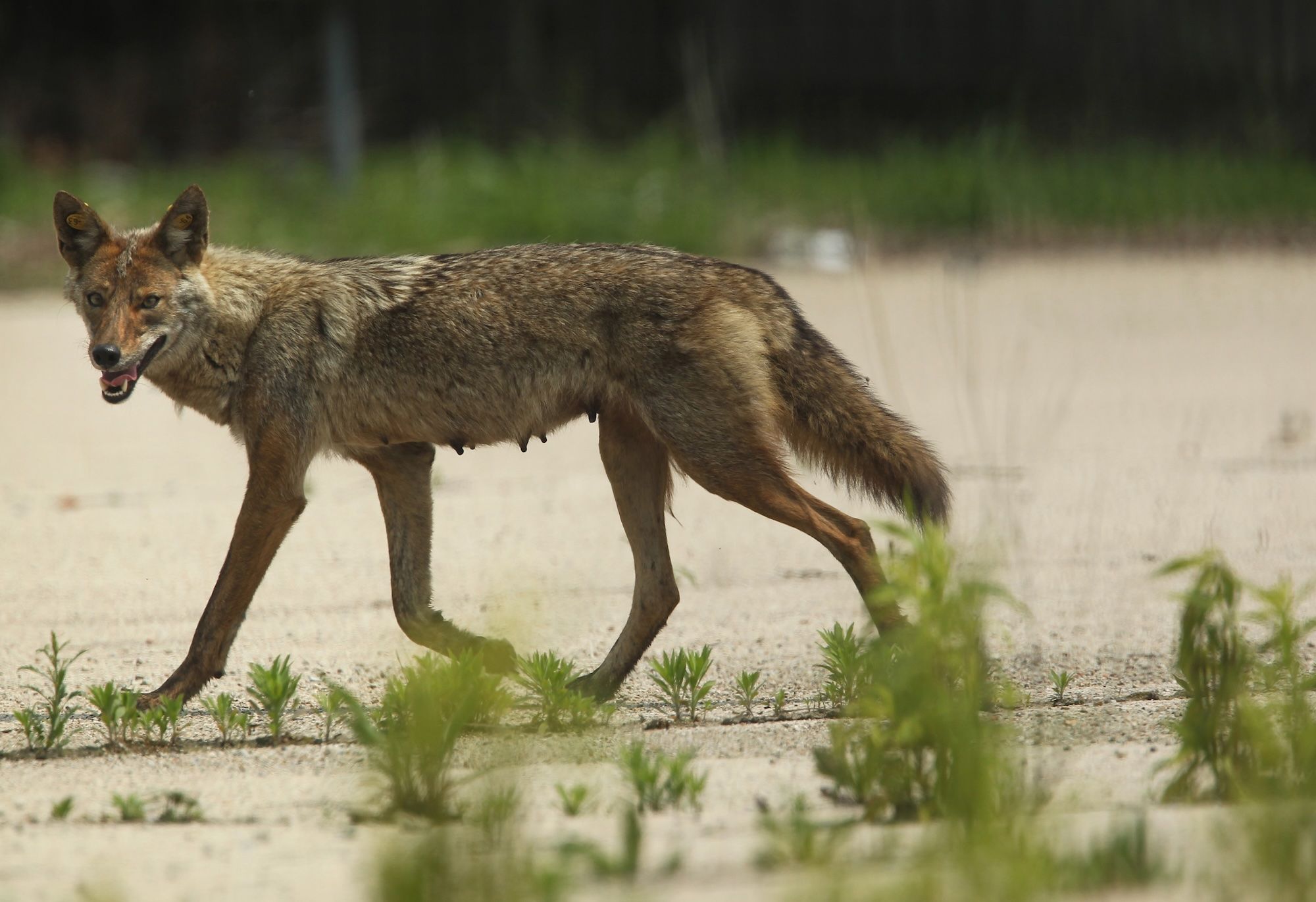 What to do if you spot a coyote in Chicago