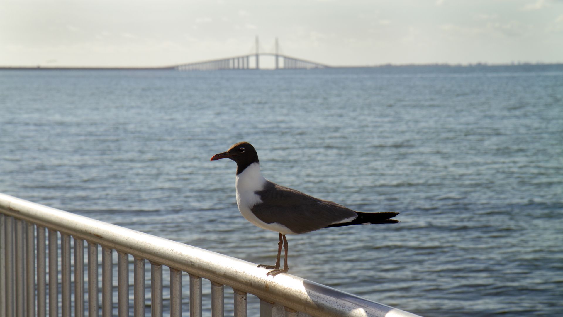 a seagull on a railing with the skyway bridge in the background