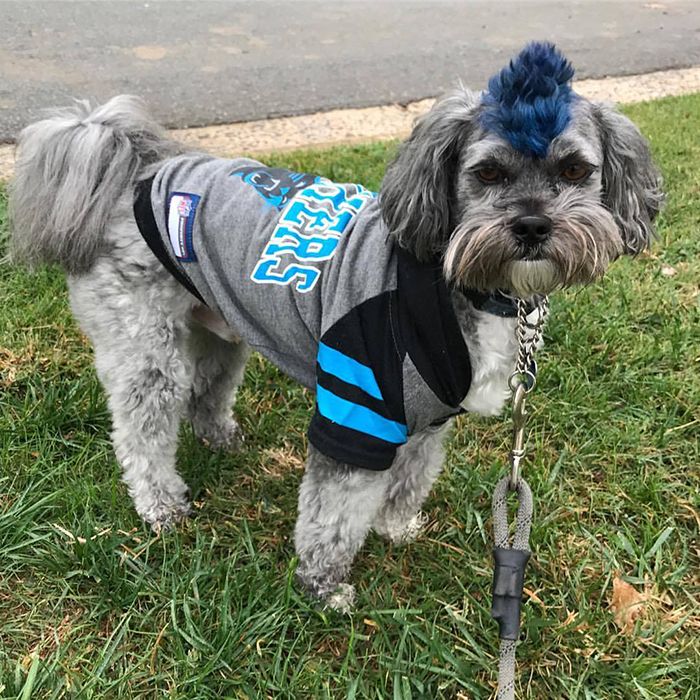 qc-pourhouse-dog-mascot-charlotte