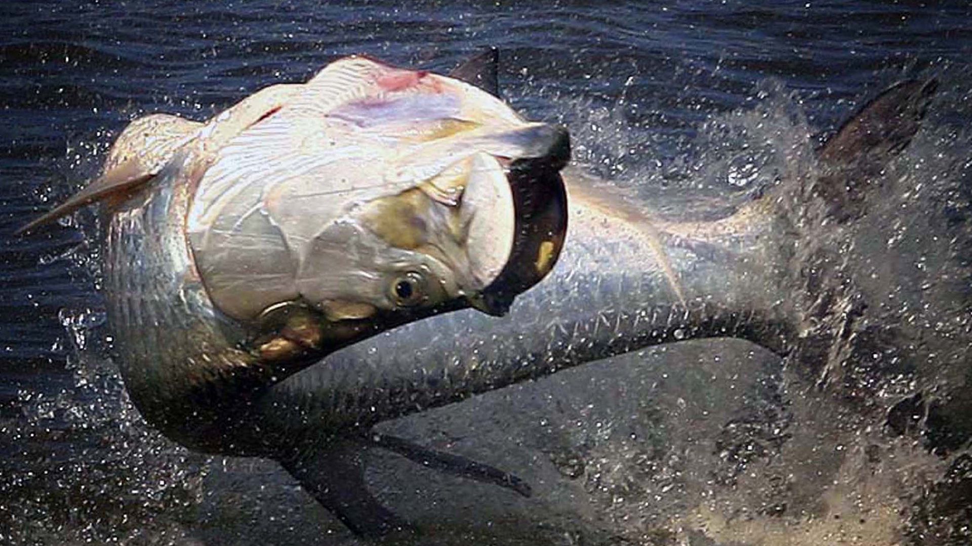 A Tarpon jumps out of the water.