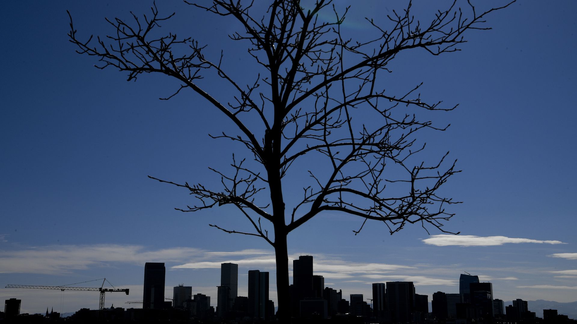 Denver's tree canopy hasn't grown in 5 years, Washington Post analysis ...