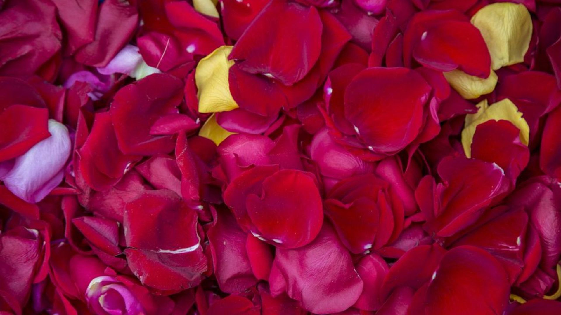 Rose petals