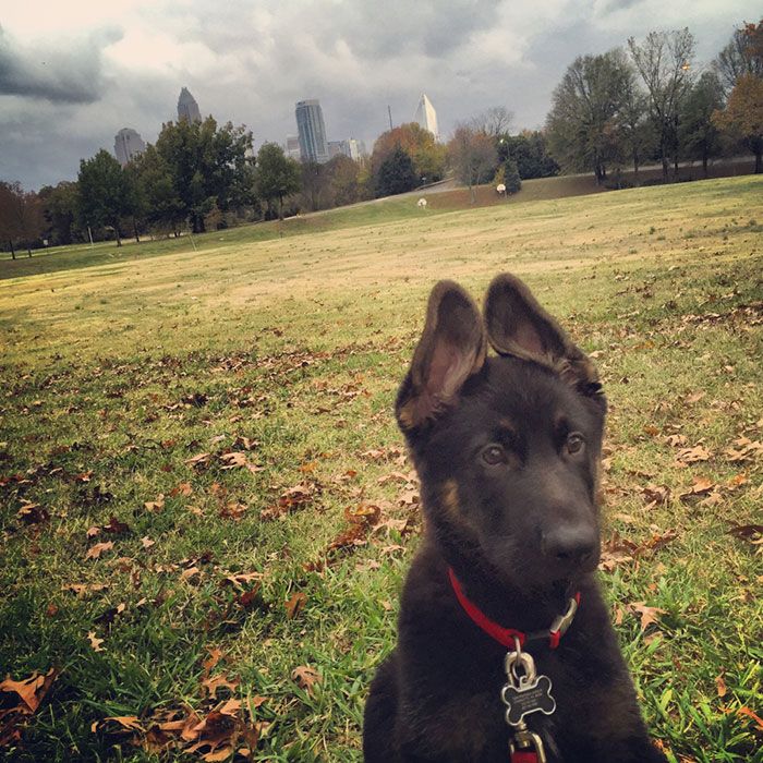 German Shepherd 