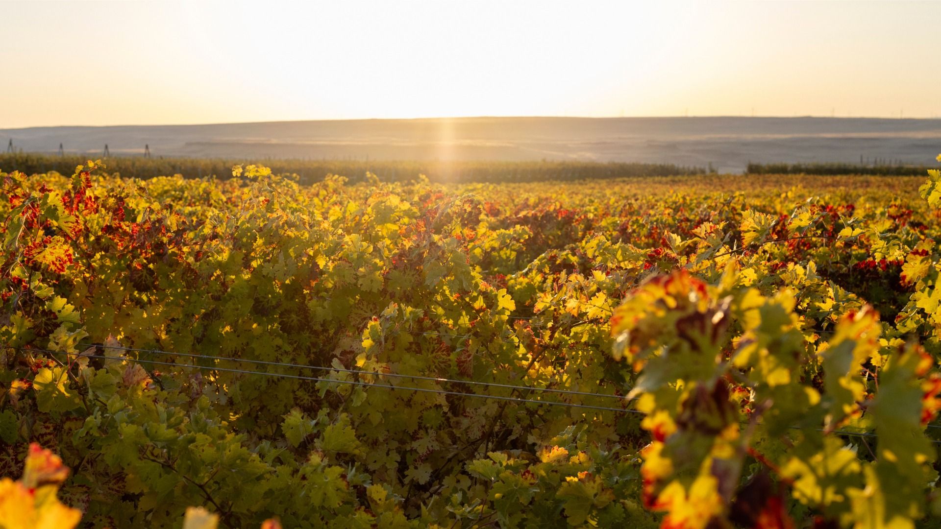 Sunlight over a vineyard with green and red grape leaves stretching to the horizon, with distant hills under a clear sky at sunset.