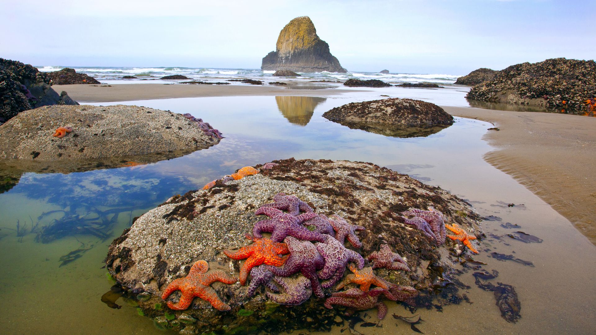 A rocky beach with a tall sea stack in the distance, blue sky and calm waves; colorful starfish cling to a foreground rock and reflect in a tidal pool.