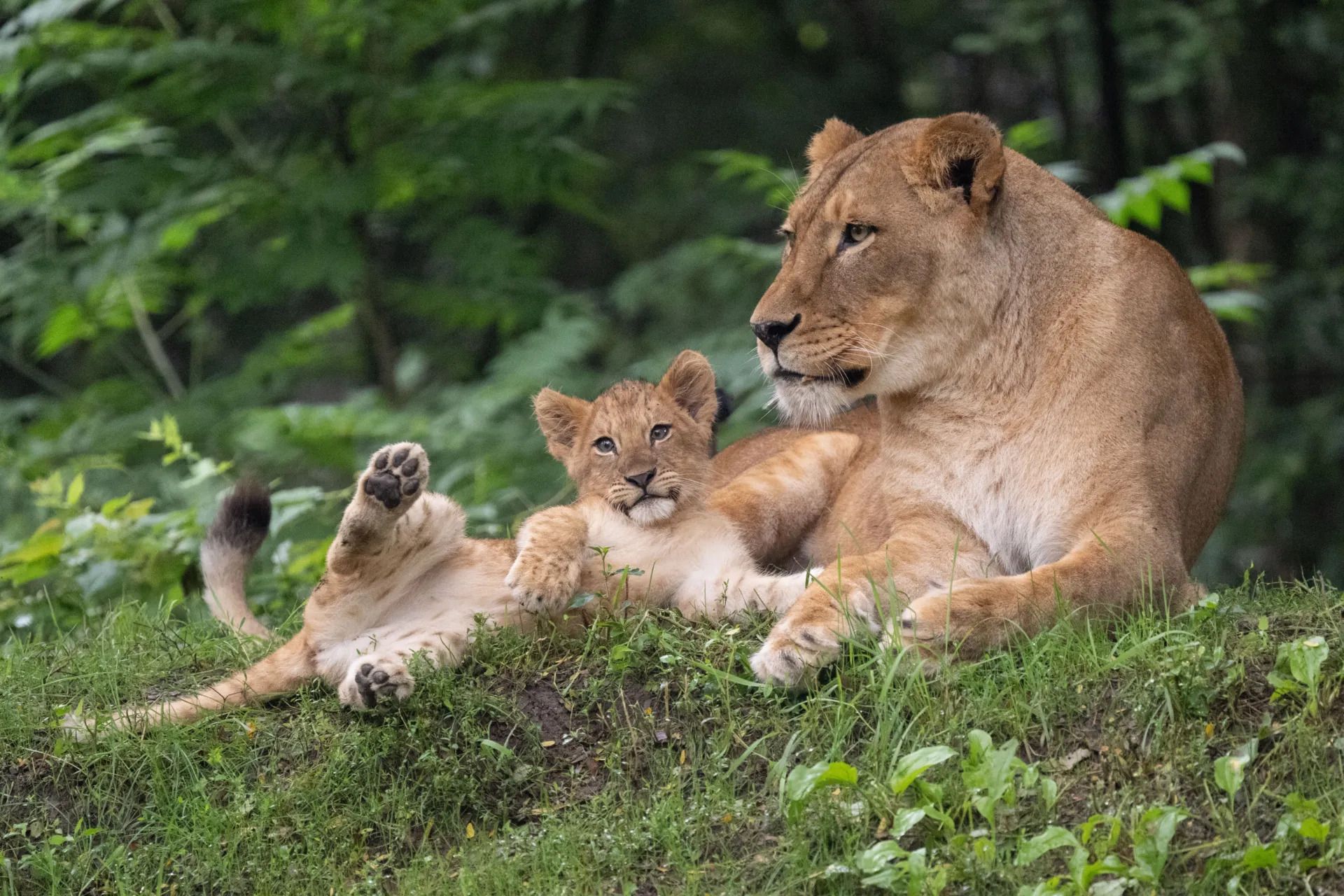 A lioness lounging on grassy ground with a cub beside her, both relaxing amid a lush green forest backdrop.