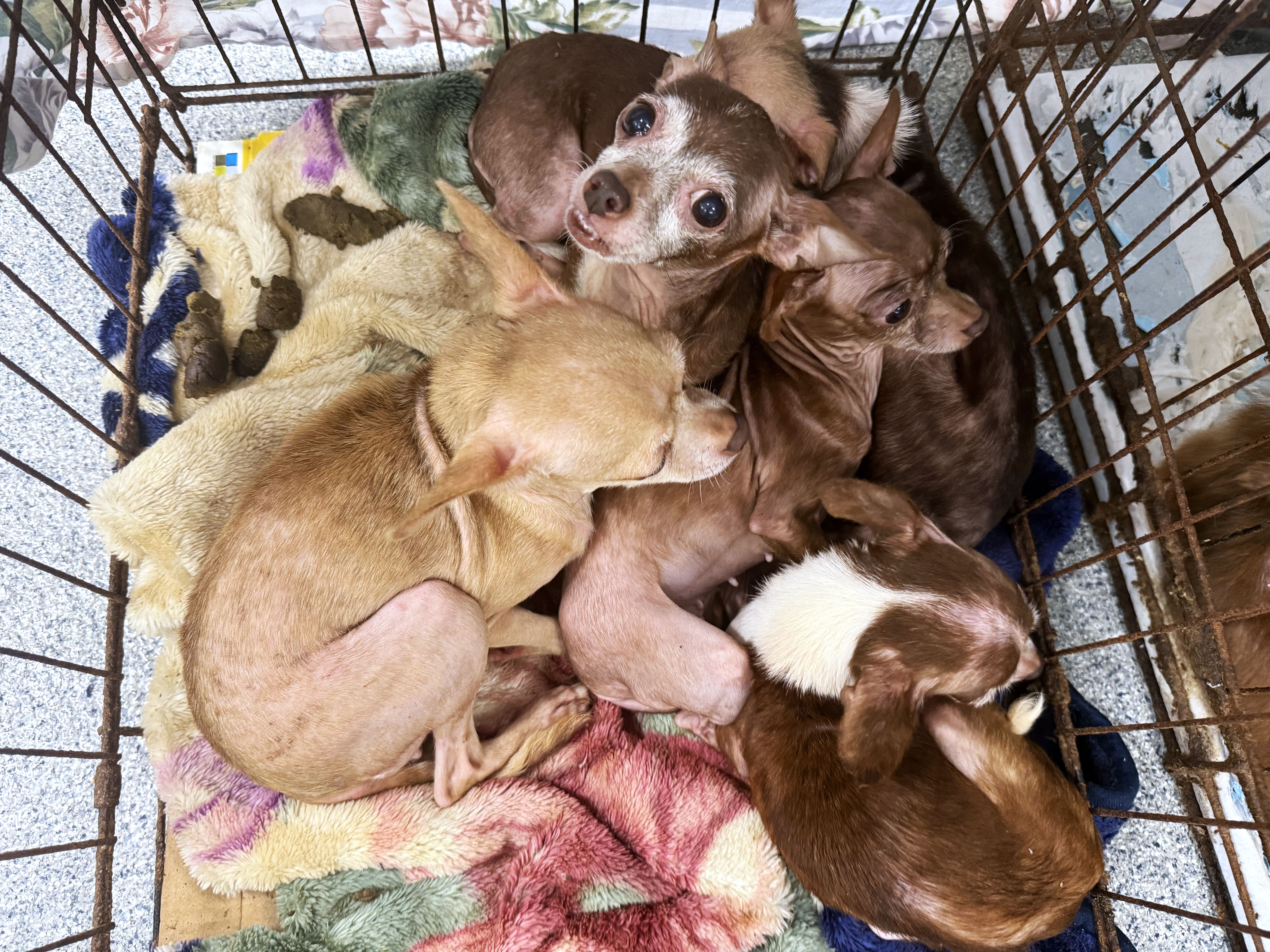 Several small brown puppies cuddled together on a multicolored blanket inside a rusty wire crate, looking up with wide eyes as they rest piled on top of each other.