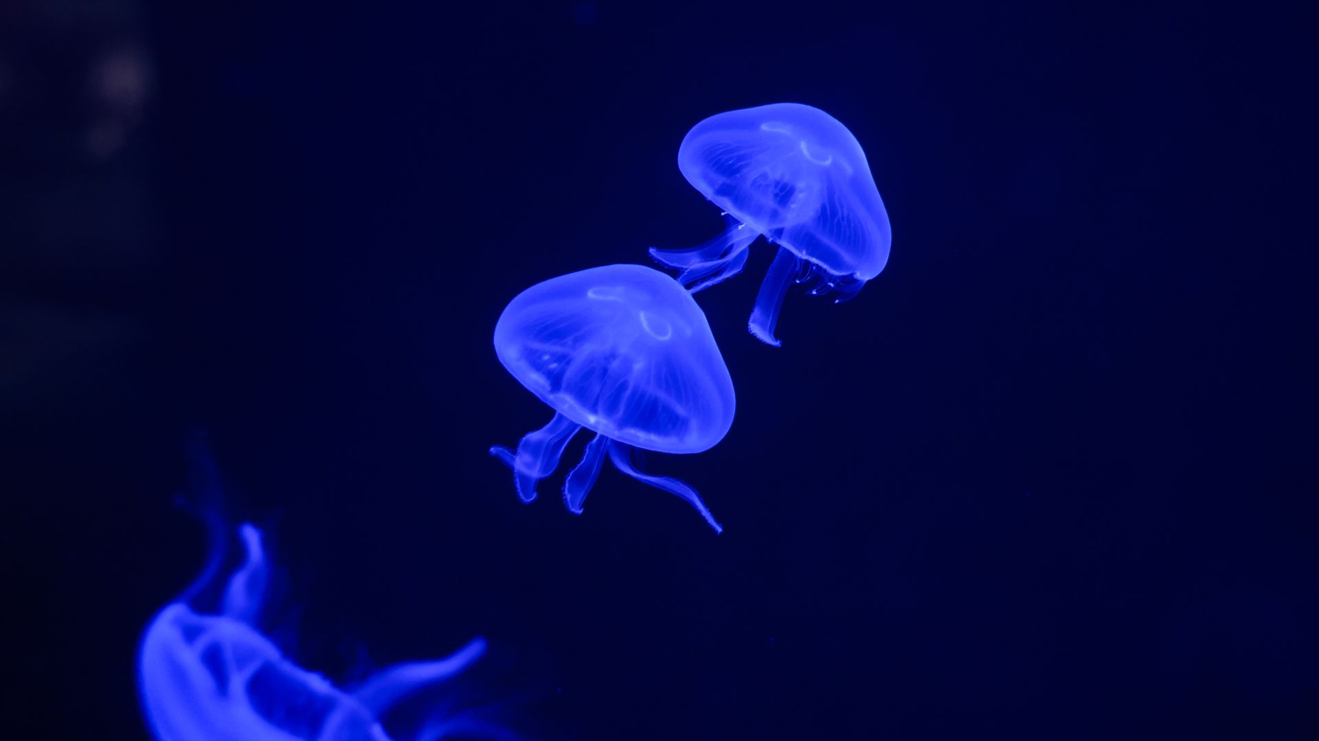 Moon jellyfish swimming in a tank.