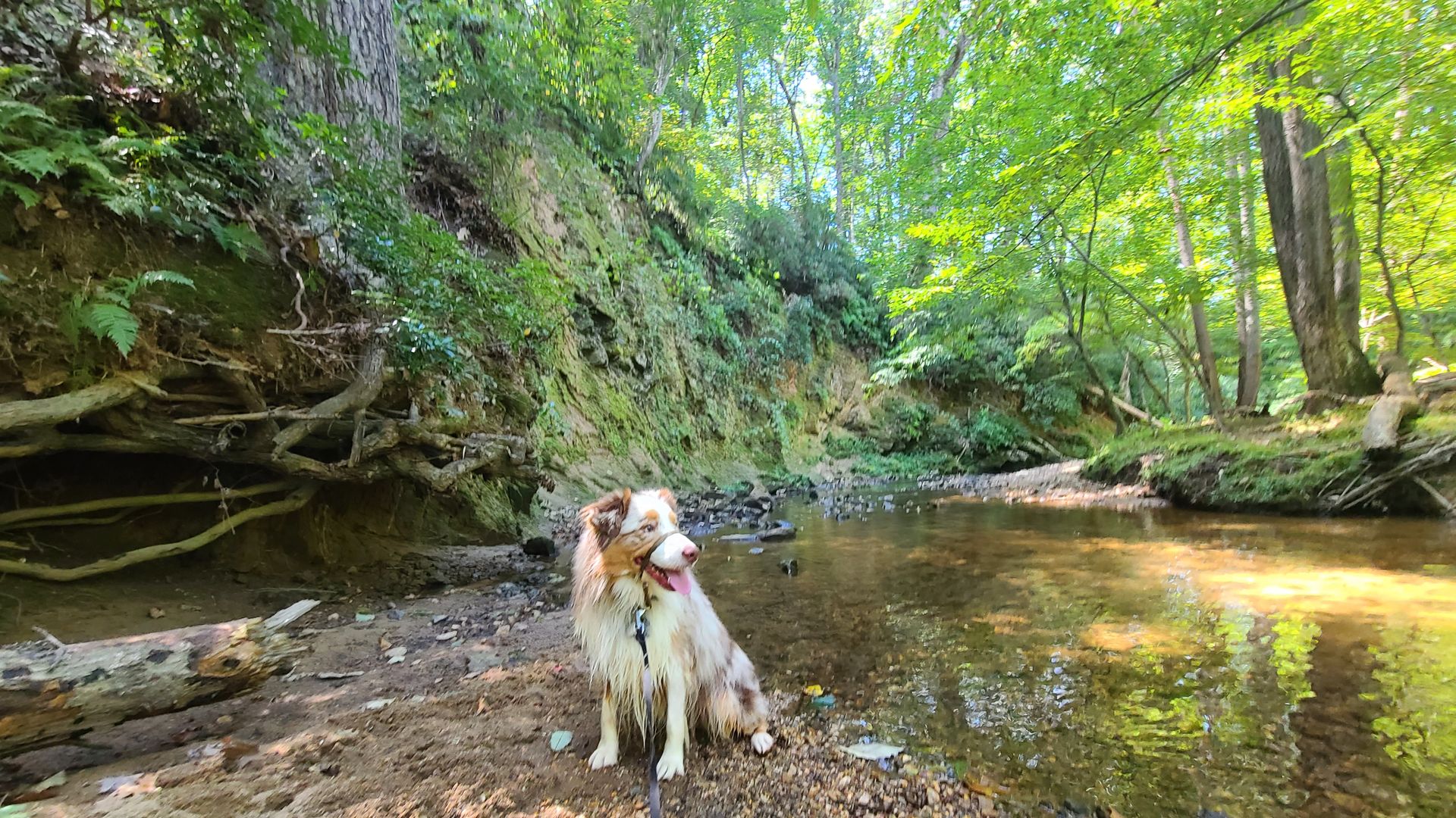 Good places to walk your dog near outlet me