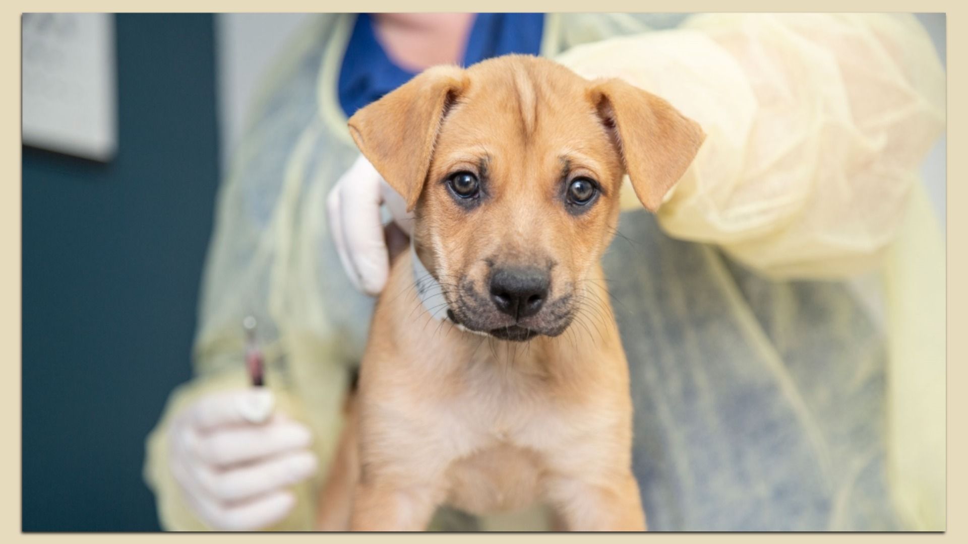 Brown puppy being held by a person in a yellow protective gown and white gloves, with the person holding a syringe in the background.