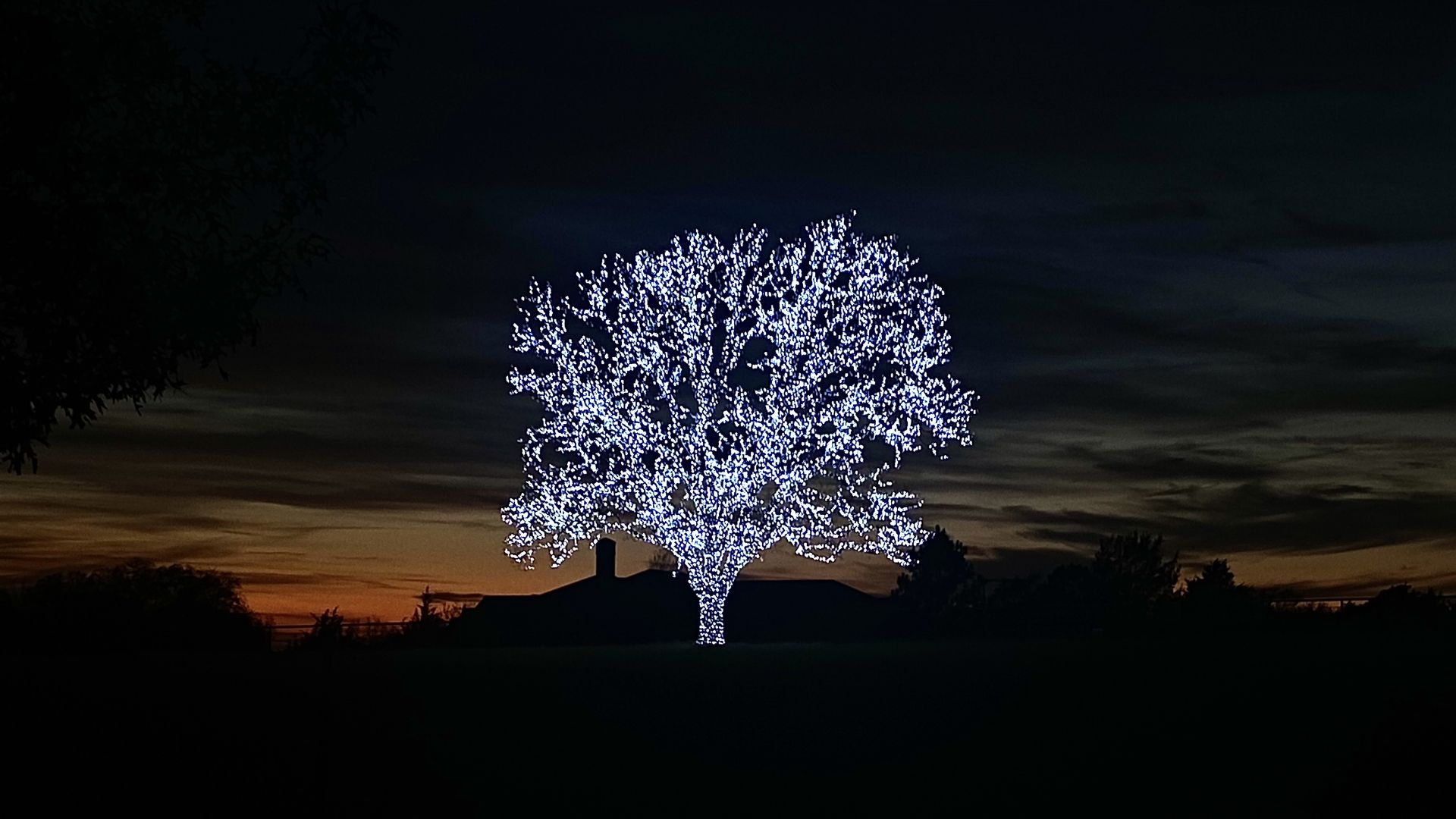 A tree with thousands of lights, in front of a sunset.