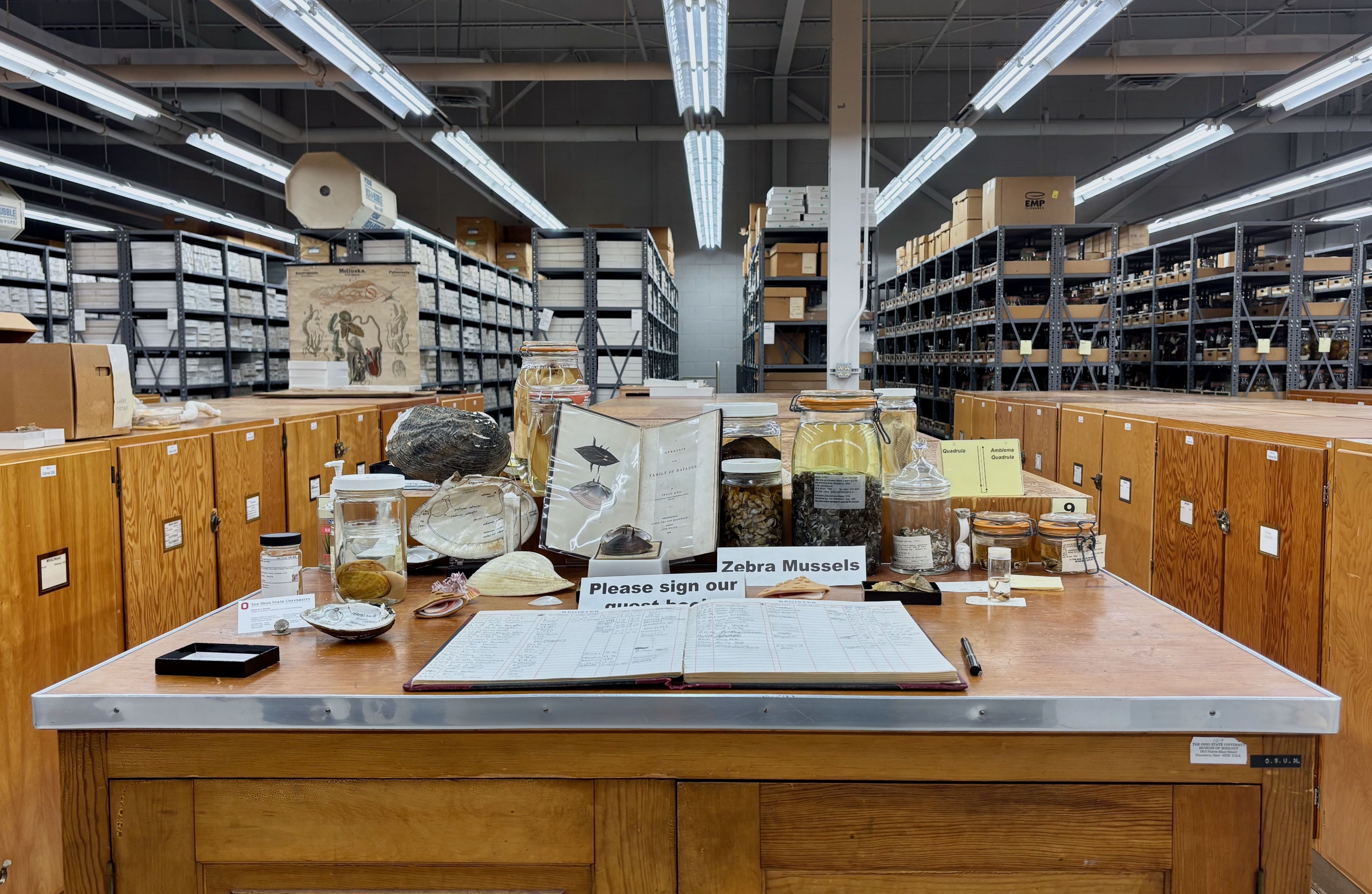 Wooden archive desk in a museum storage room, glass jars and shells scattered across, an open ledger, and signs reading Zebra Mussels and Please sign our guest book; metal shelving filled with boxes in the background.