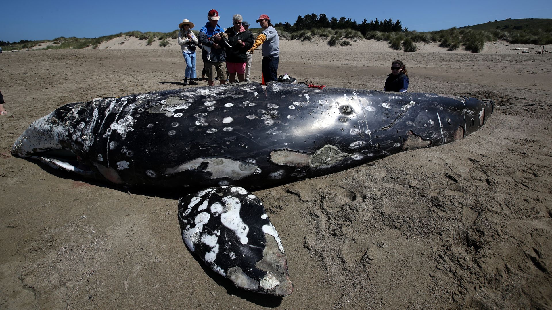 In this image, a crowd stands around a large dead whale on a beach.