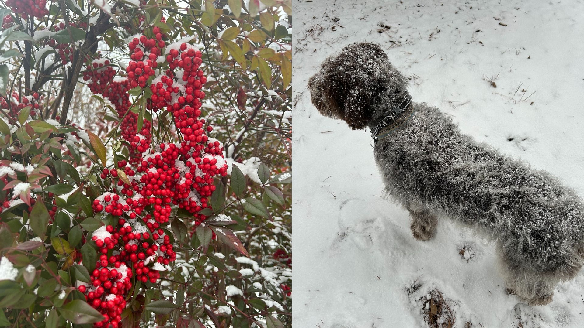 Left image: Branches with clusters of bright red berries and green leaves dusted with snow. Right image: A curly-haired dog covered in snow standing on snowy ground.