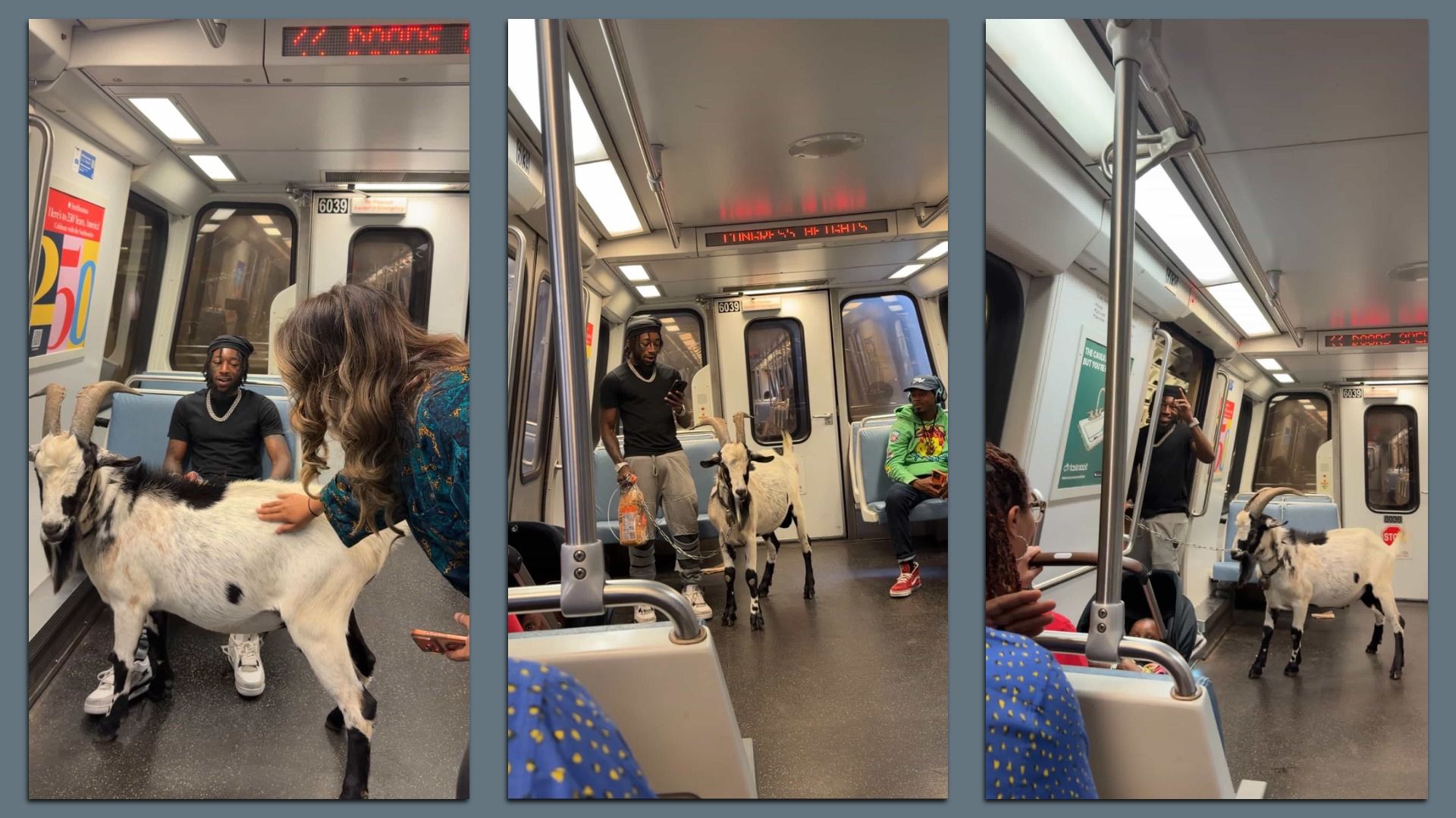 Three-panel photo inside a subway car showing several goats among riders: a man in black by a goat, a woman petting one, and a rider in a green hoodie watching; red LED signs overhead.
