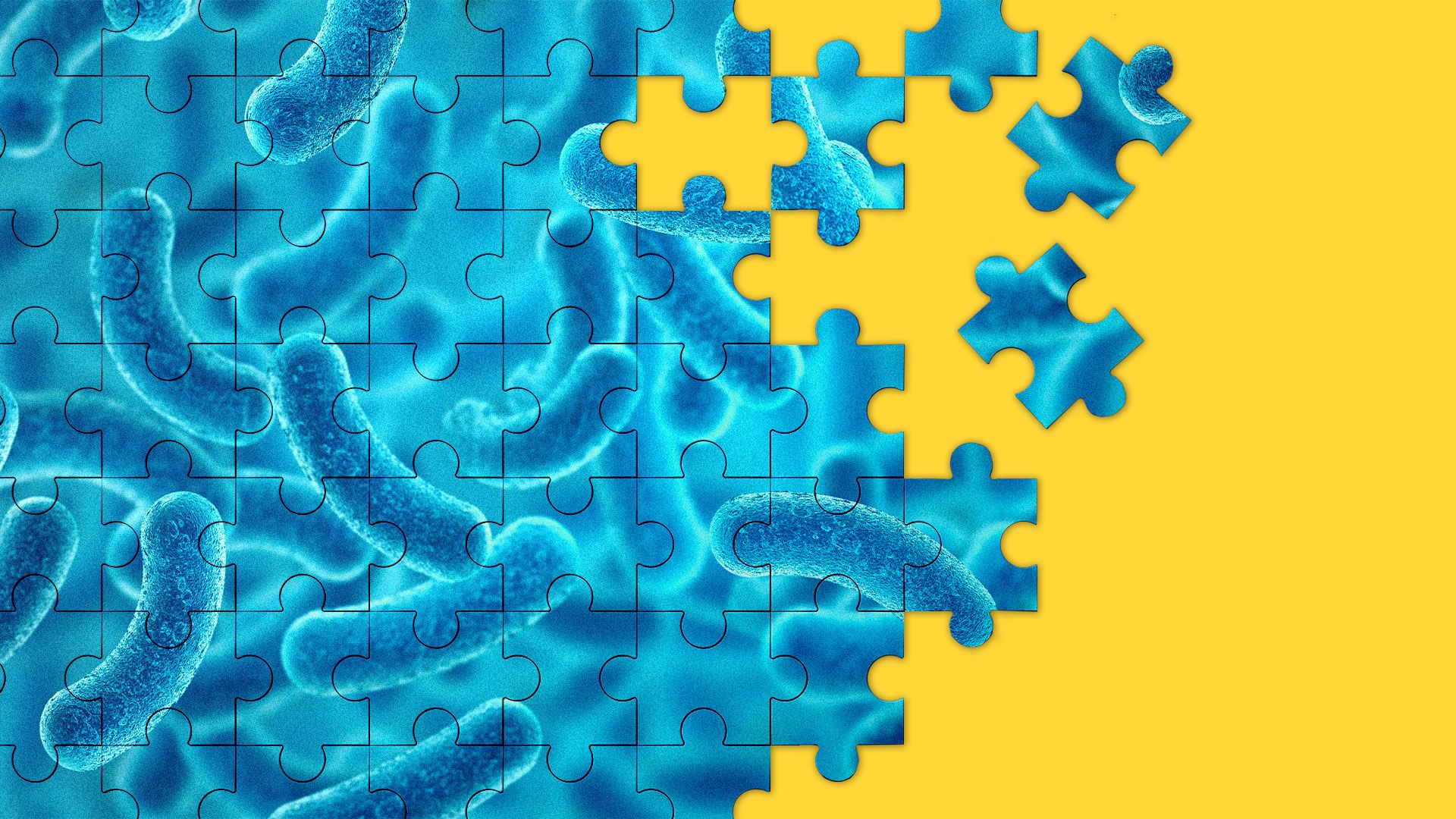 Illustration of a broken puzzle with pieces of microbes and body
