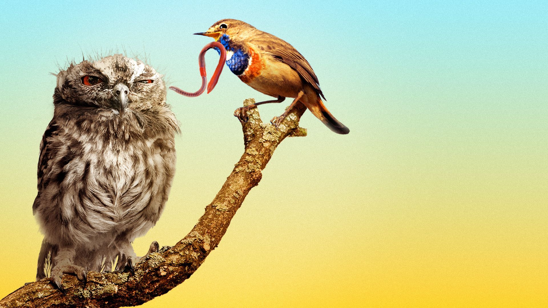 Illustration of a happy bird with a worm next to a disheveled owl.