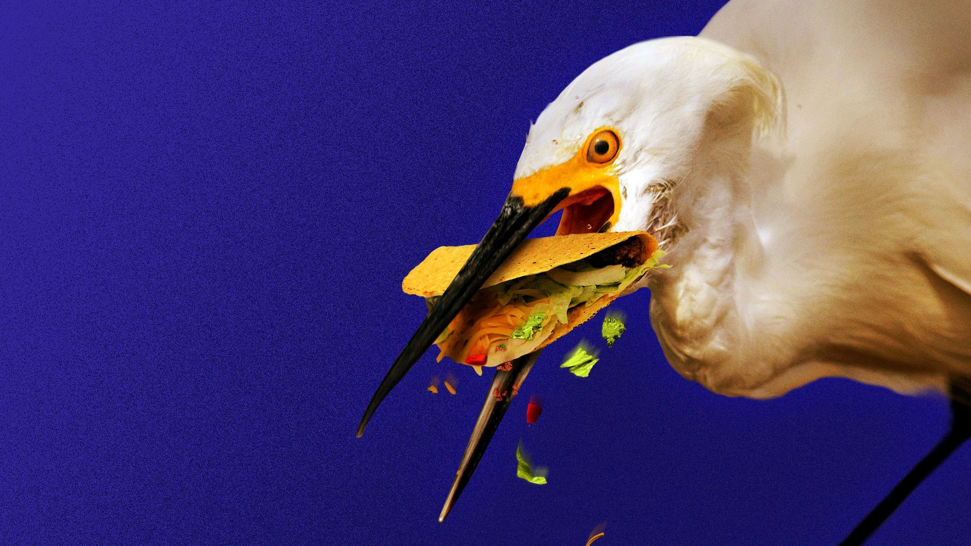 Illustration of a snowy egret with a taco in its beak.