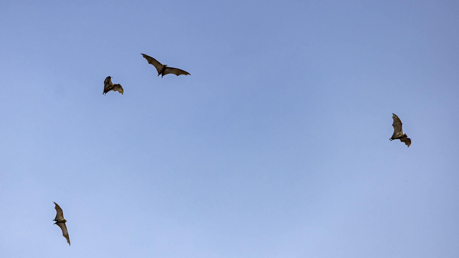 Several bats flying in a clear blue sky, silhouettes with wings spread wide as they glide, scattered across the frame.