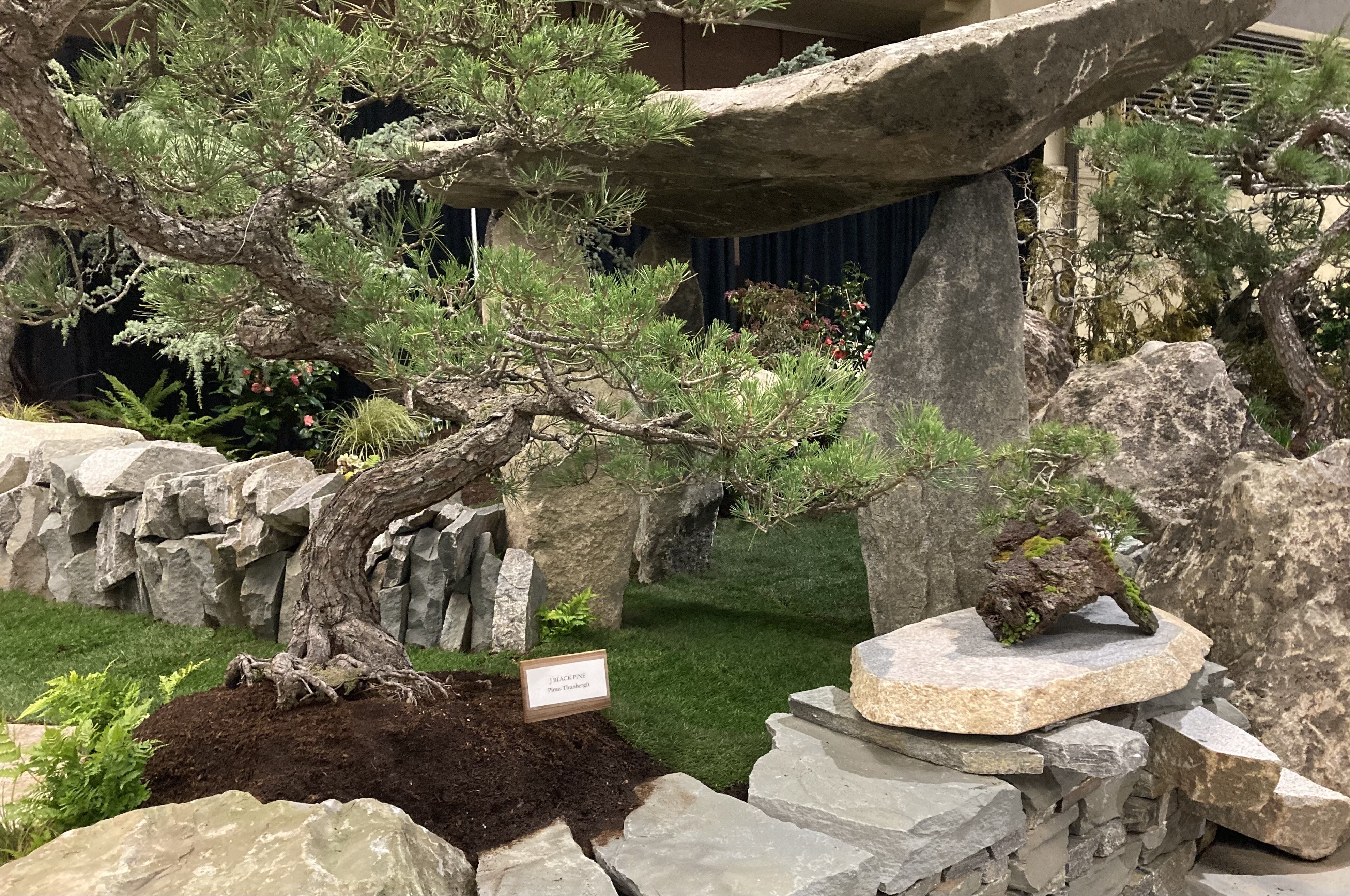 A rock garden and bonsai display.