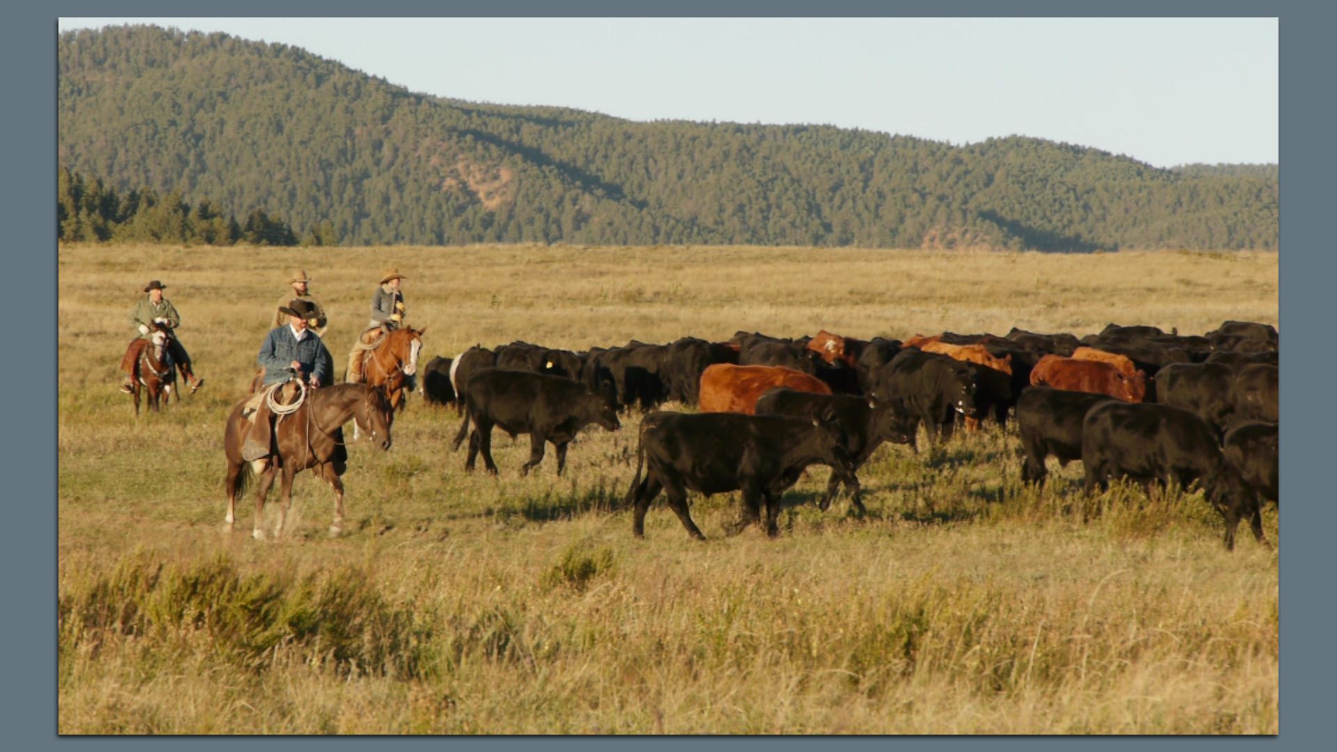 Several cowboys on horseback drive a large herd of black and brown cattle across an open grassy field, with forested hills in the distance under a pale sky.
