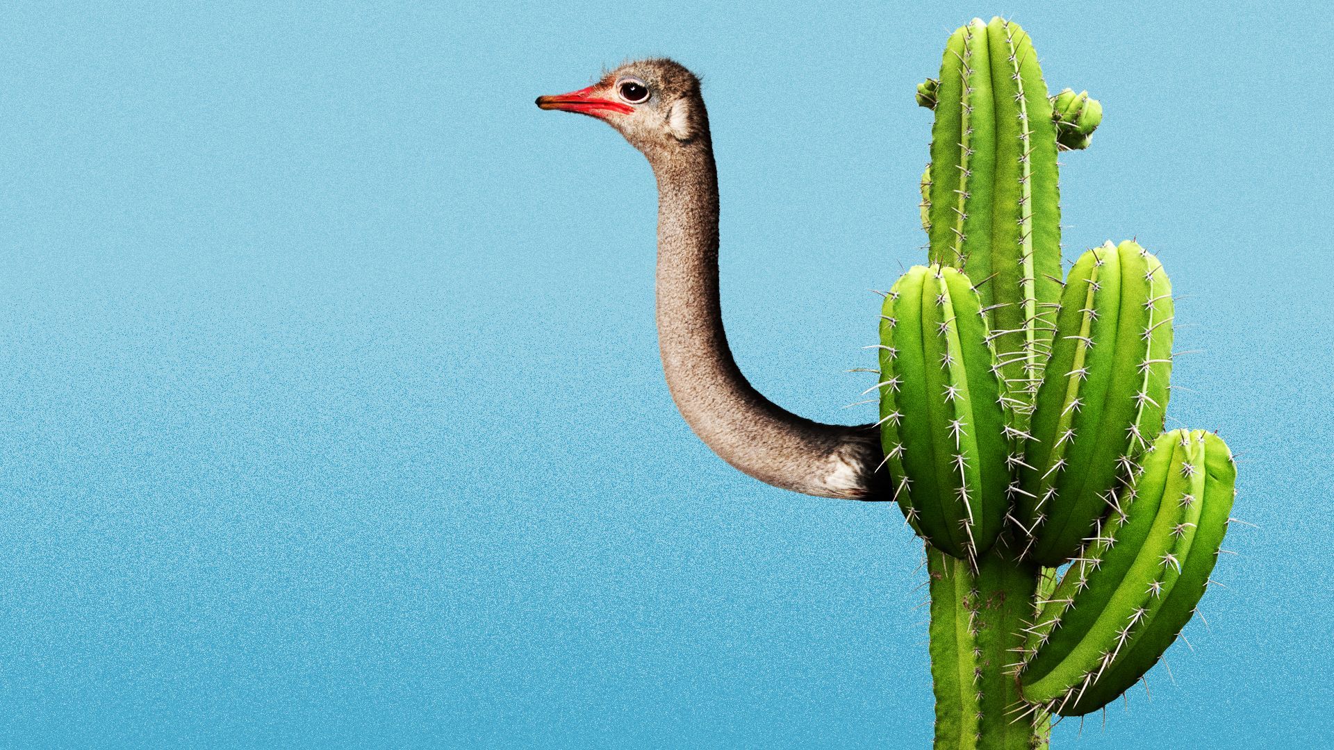 Illustration of an ostrich head poking out from behind a cactus.