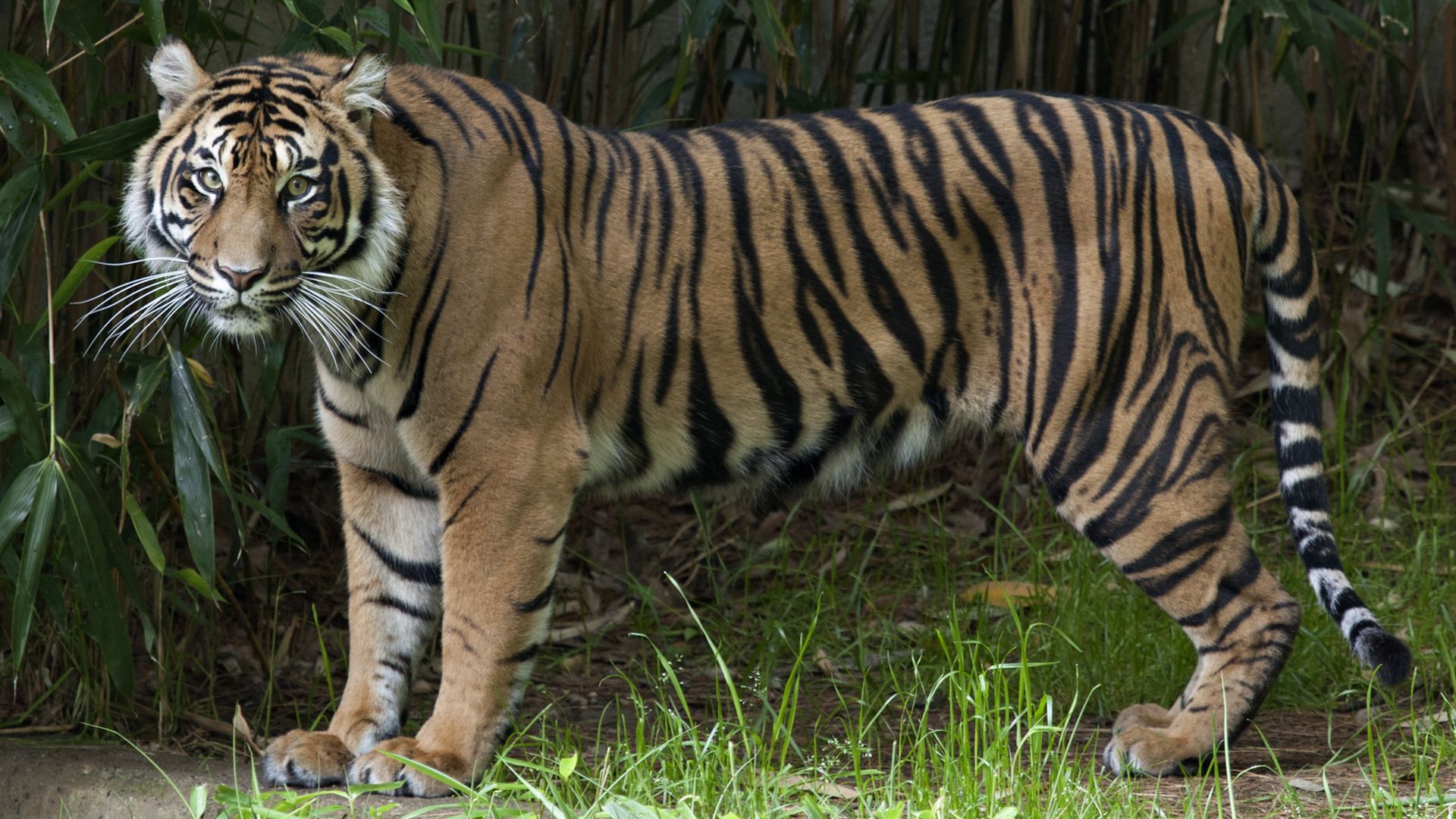 A tiger standing on all fours and staring straight into the camera.