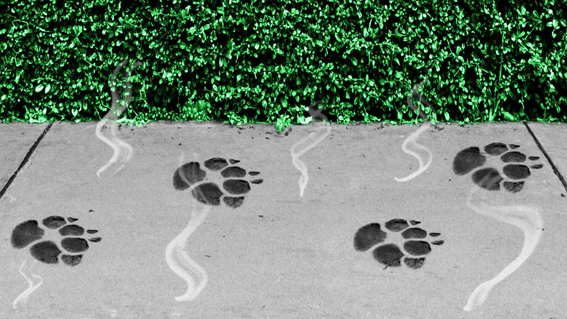 Illustration of paw prints embedded on a hot sidewalk.