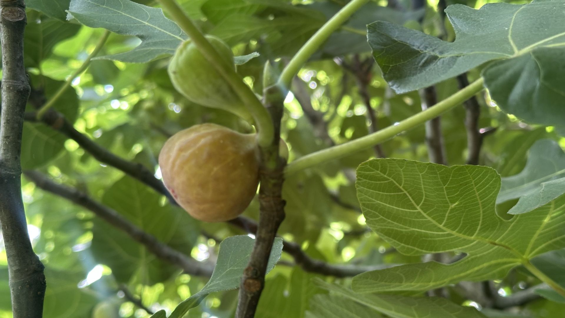 Close-up of a fig on a branch with green leaves; a ripening yellow-brown fruit hangs amid sunlit foliage.
