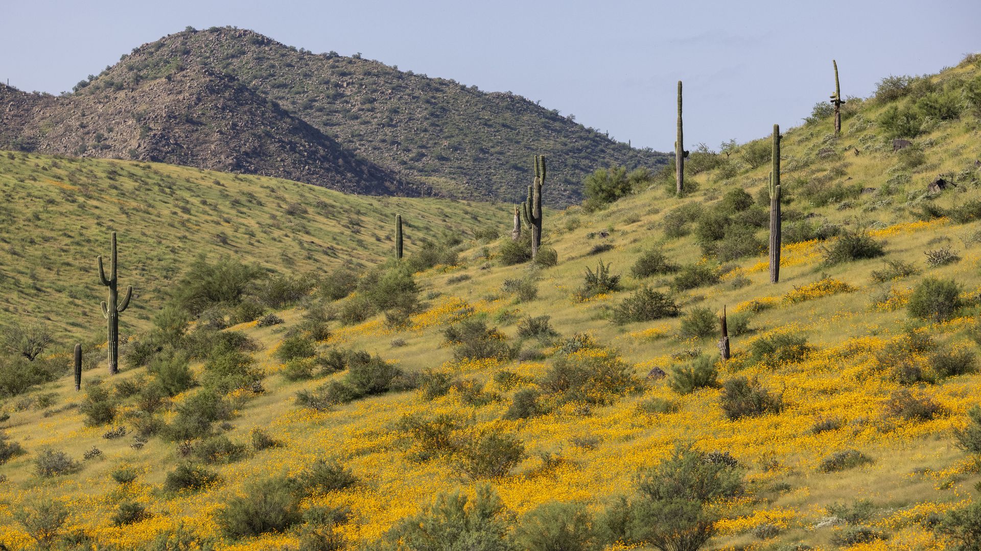 Yellow wild flowers and saguaro cactus on a mountainside.