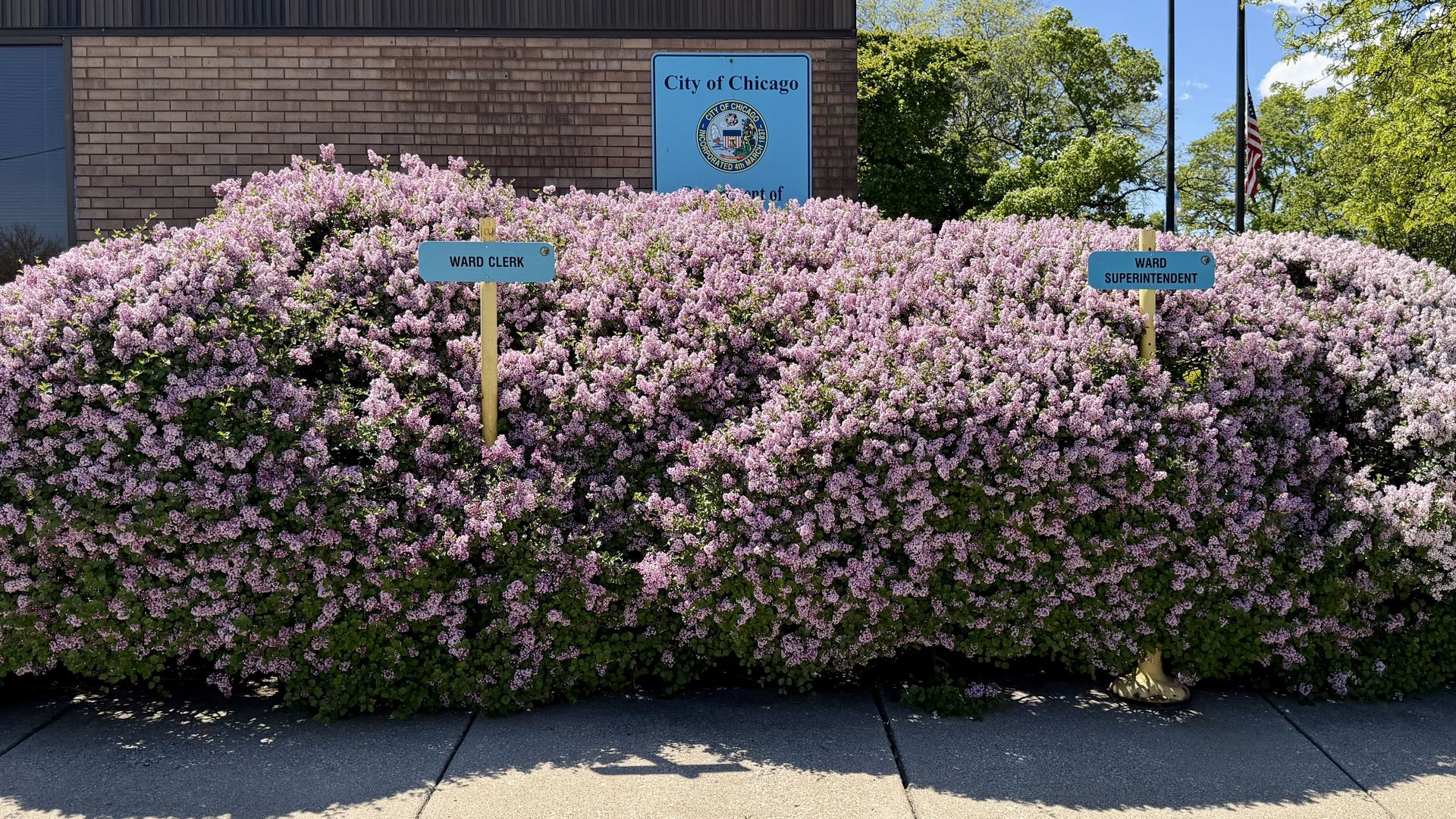 huge lilac bush