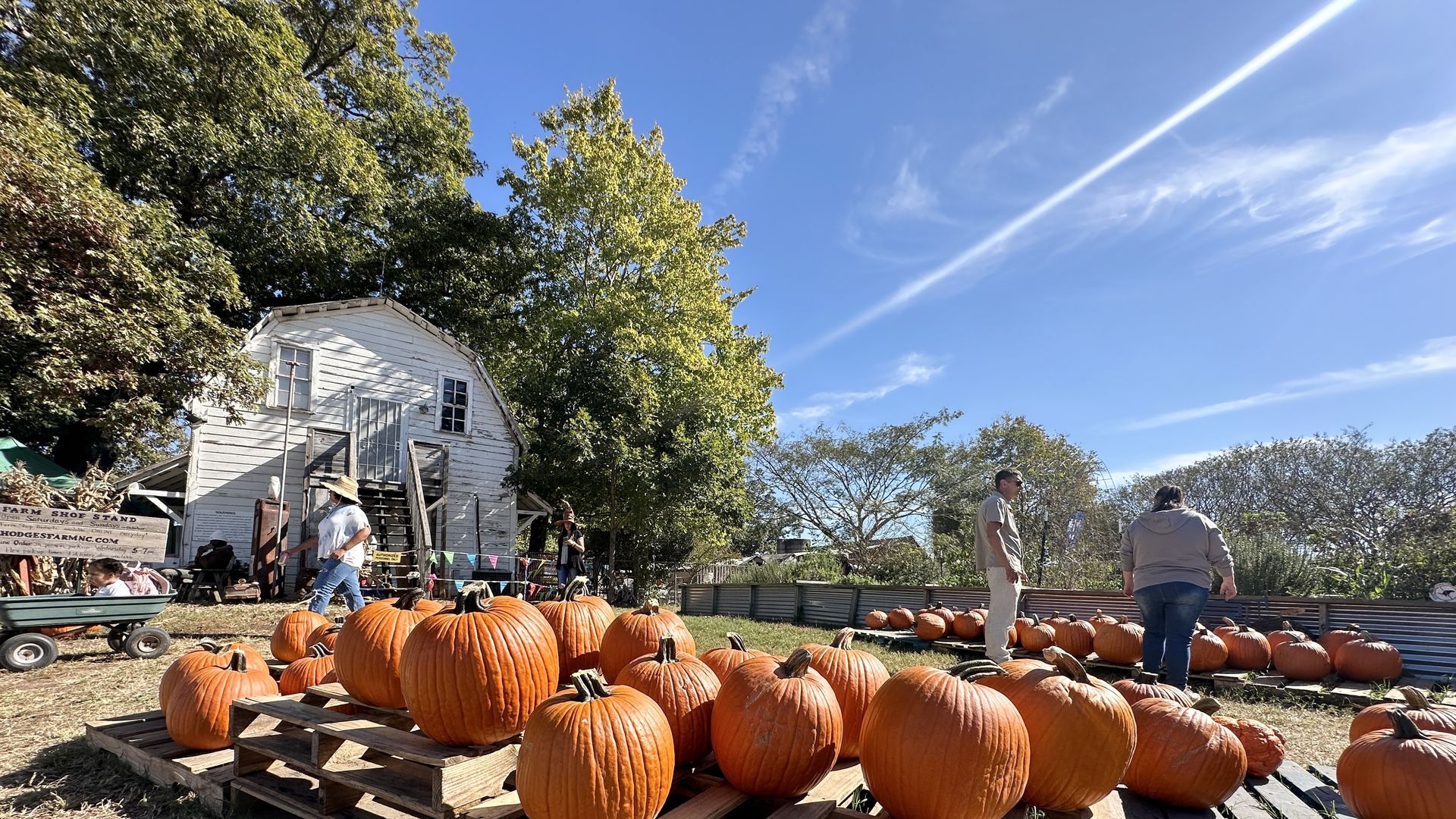 Outdoor pumpkin patch with bright orange pumpkins on wooden pallets, a white rustic barn, and people walking around on a sunny clear day with blue sky and scattered trees.