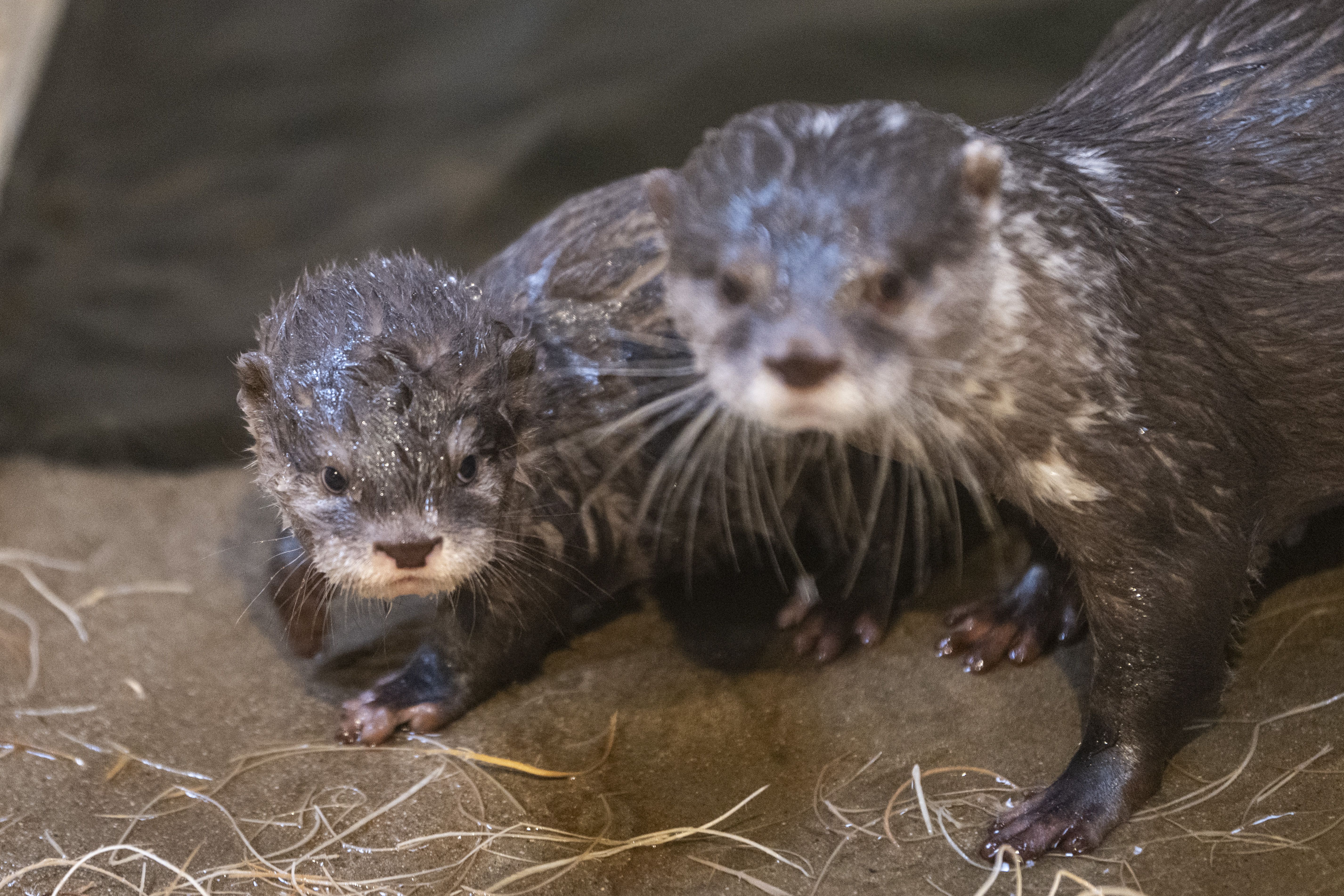 Two wet otters on a muddy surface with light-colored straw scattered around, one otter is in sharp focus while the other's face is blurred.