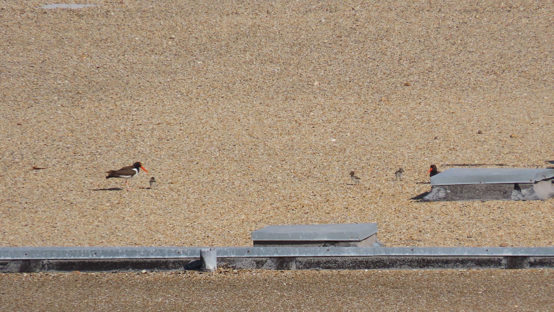 Beach scene with coarse tan sand and a few seabirds. On the left, a black-and-white oystercatcher with an orange bill stands among small shorebirds; a low metal railing runs along the bottom.