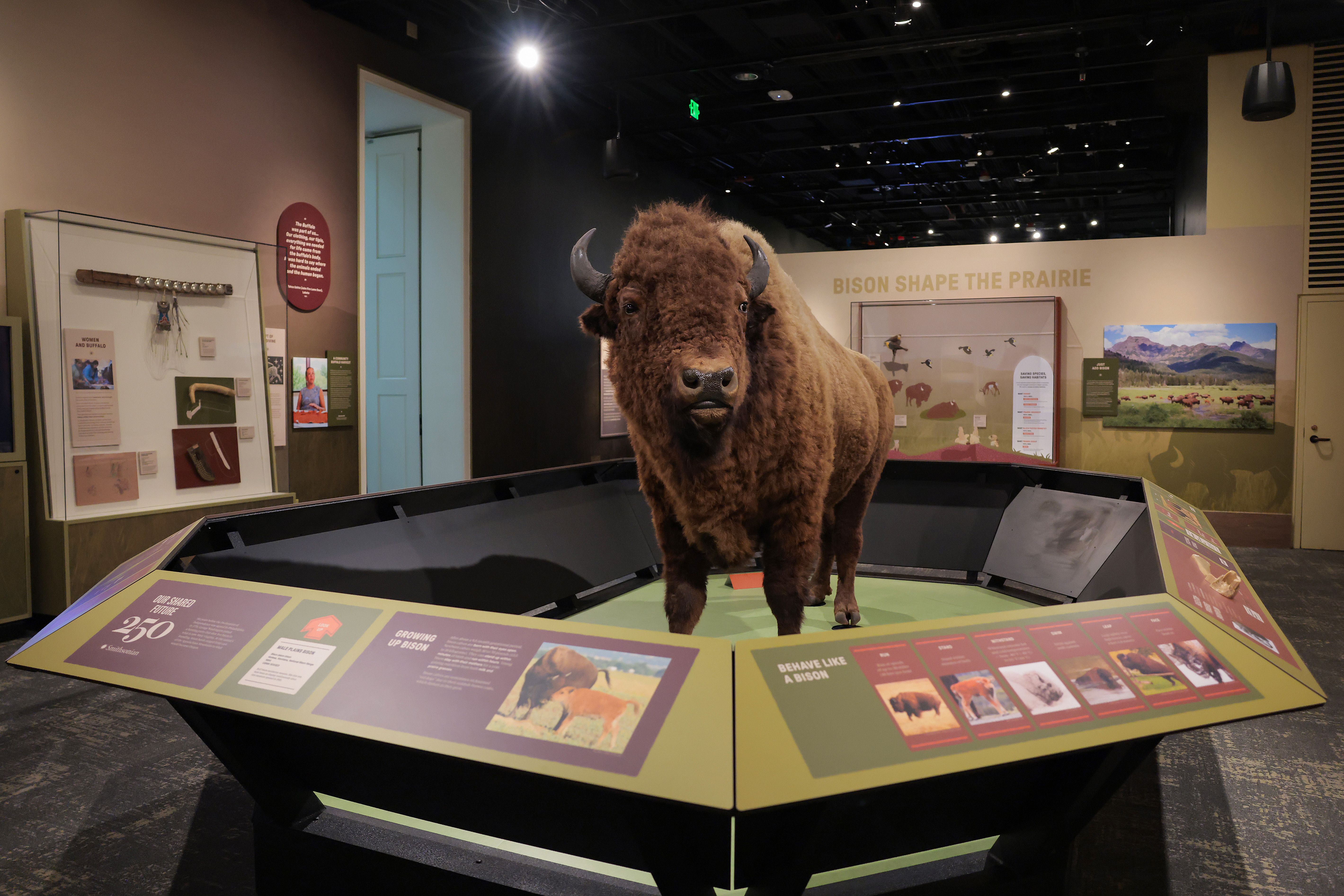 Life-size brown bison statue stands in a museum exhibit, facing the camera. Surrounding panels explain prairie ecology, with a beige wall reading "BISON SHAPE THE PRAIRIE" and a turquoise door to the left.