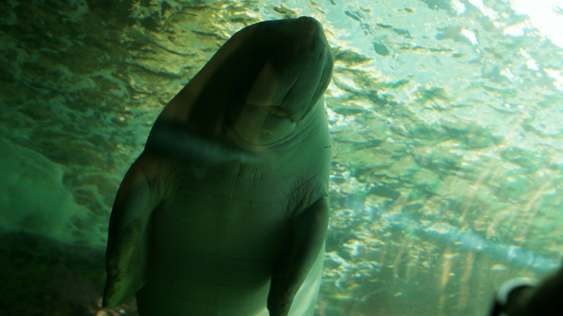 Pig the Dugong celebrates his 21st birthday with cake and lettuce during birthday celebrations at SEA LIFE Sydney Aquarium on November 27, 2019