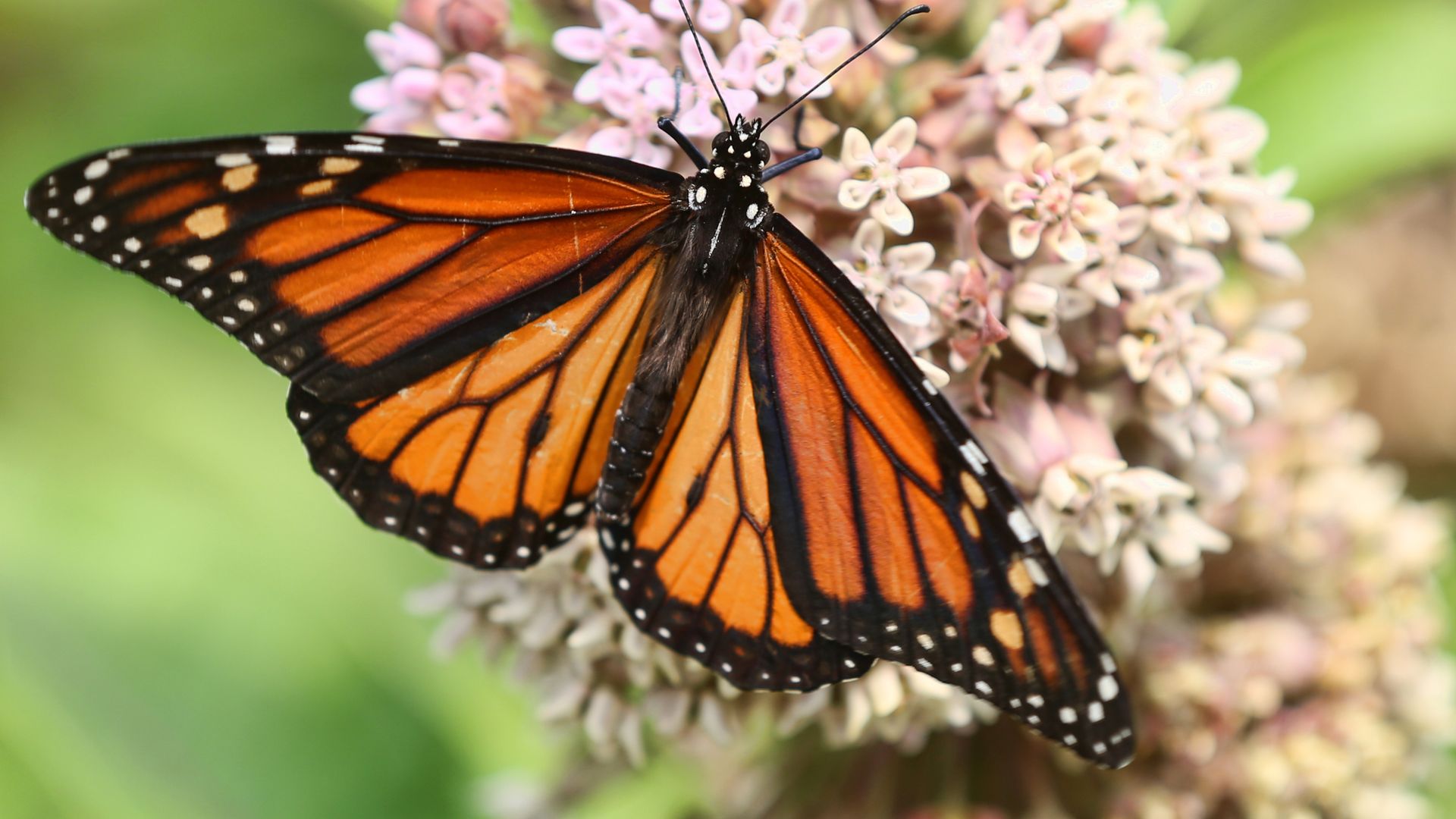 Monarch butterfly (Danaus plexippus) on a milkweed plant flower in Toronto, Ontario, Canada.