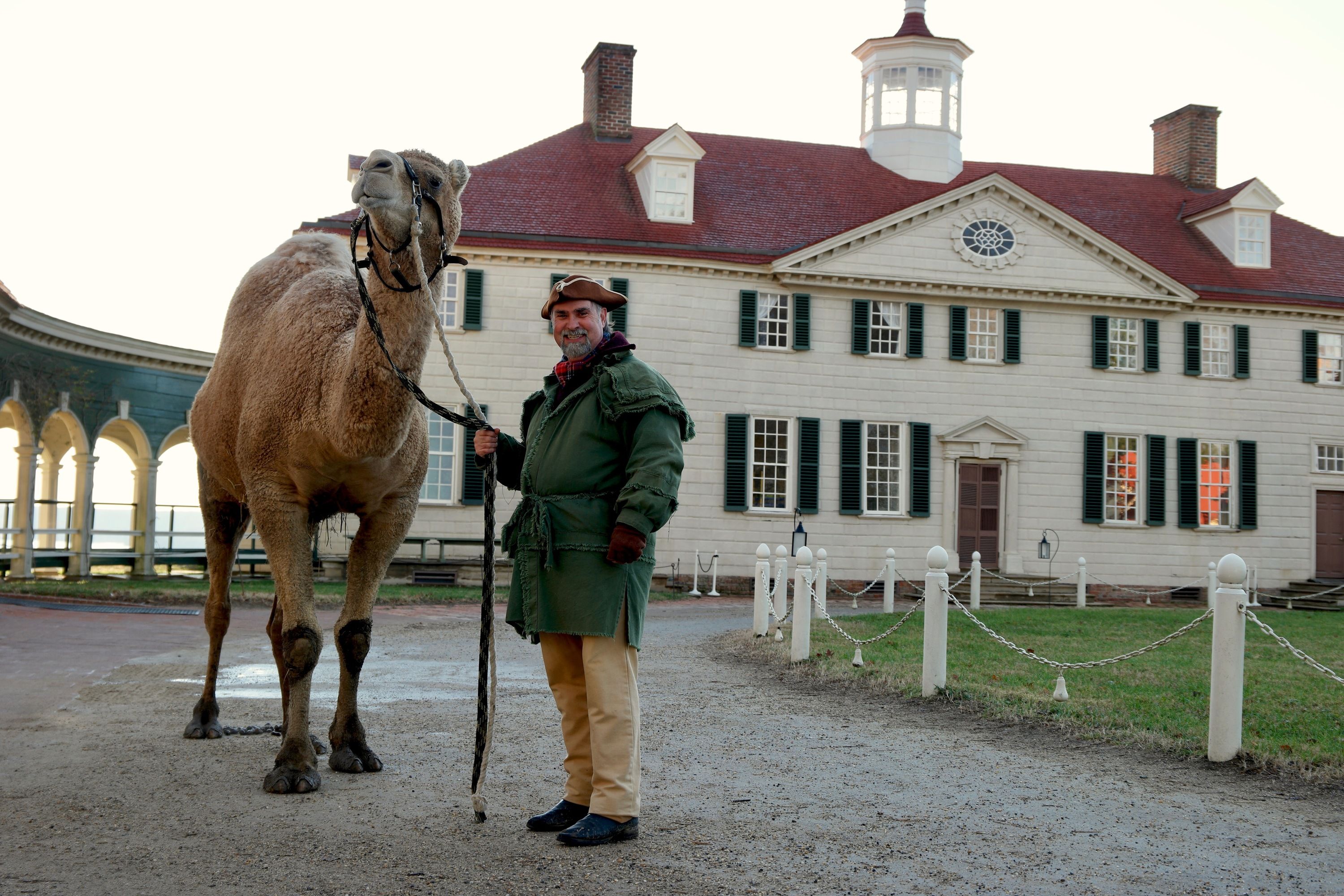 Aladdin the Christmas Camel outside Mount Vernon with Tom Plott