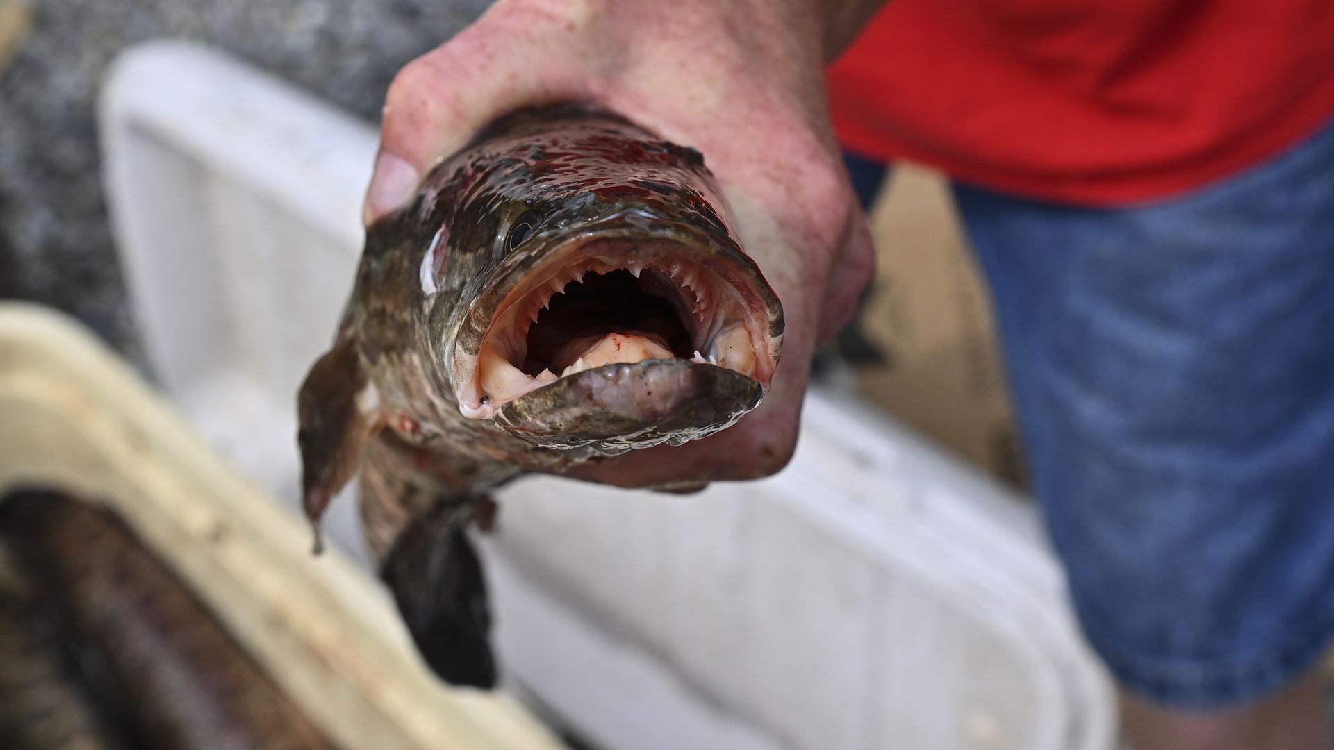 The snakehead: Louisiana's newest invasive fish - Axios New Orleans