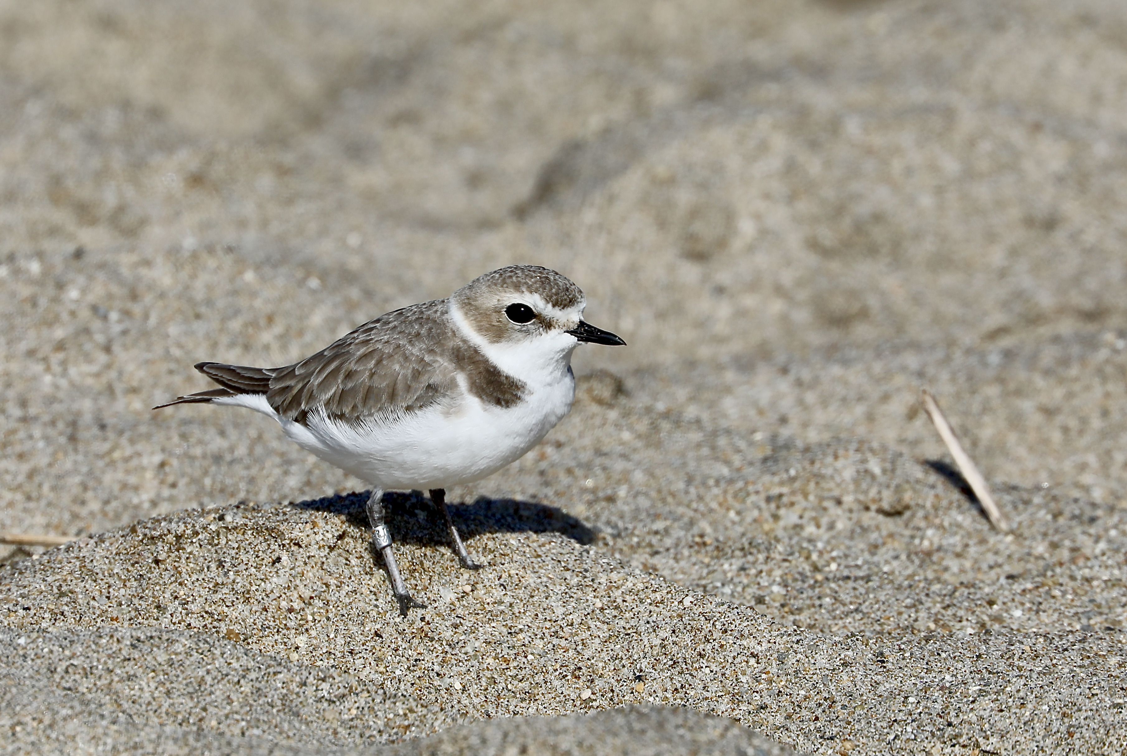 Small shorebird, likely a plover, with white underparts and brown-gray back, standing on a sunlit sandy beach. Black bill, dark eye, and a leg band on one leg.