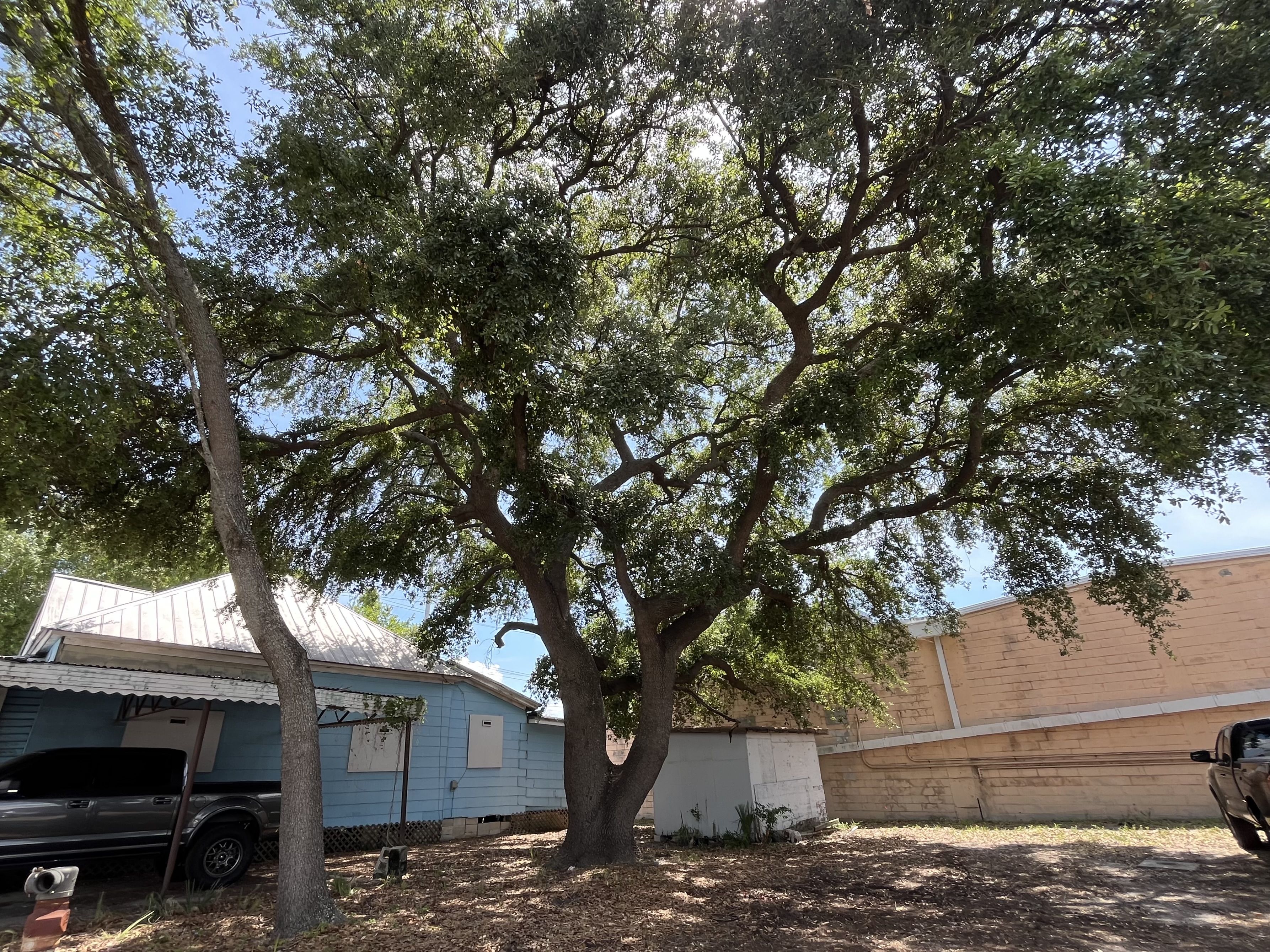 Looking up at a large tree with dense green leaves and sunlight peeking through the branches. In the yard: a blue house, a brick wall, and a silver SUV.