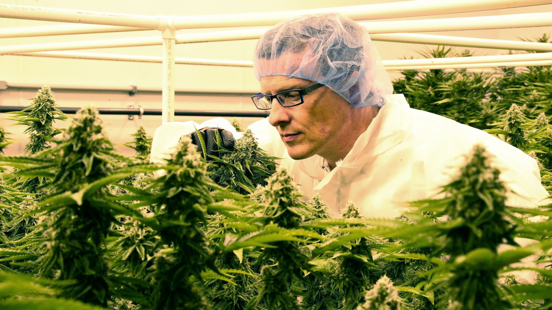 Photo of owner in hair net and gloves looking over his marijuana plants