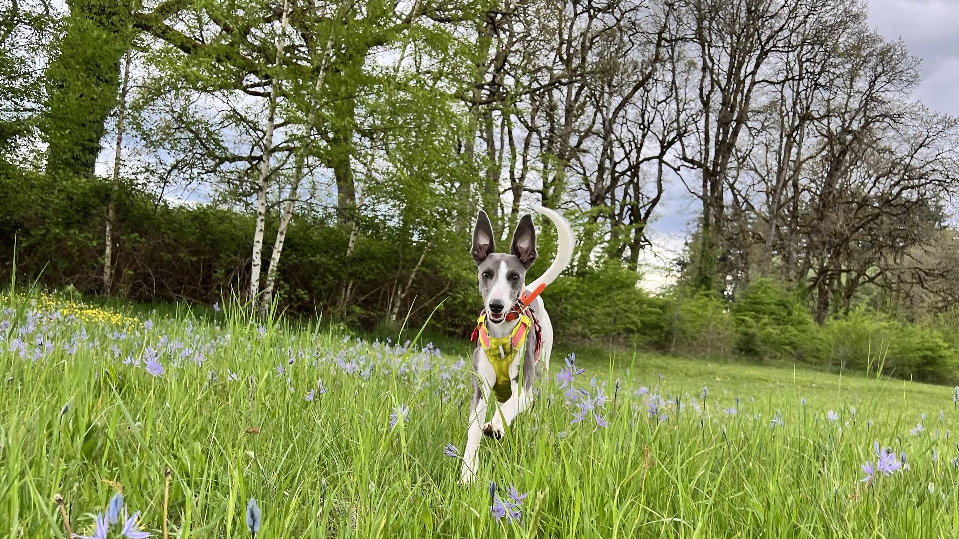 A photo of a dog running in a grassy field.