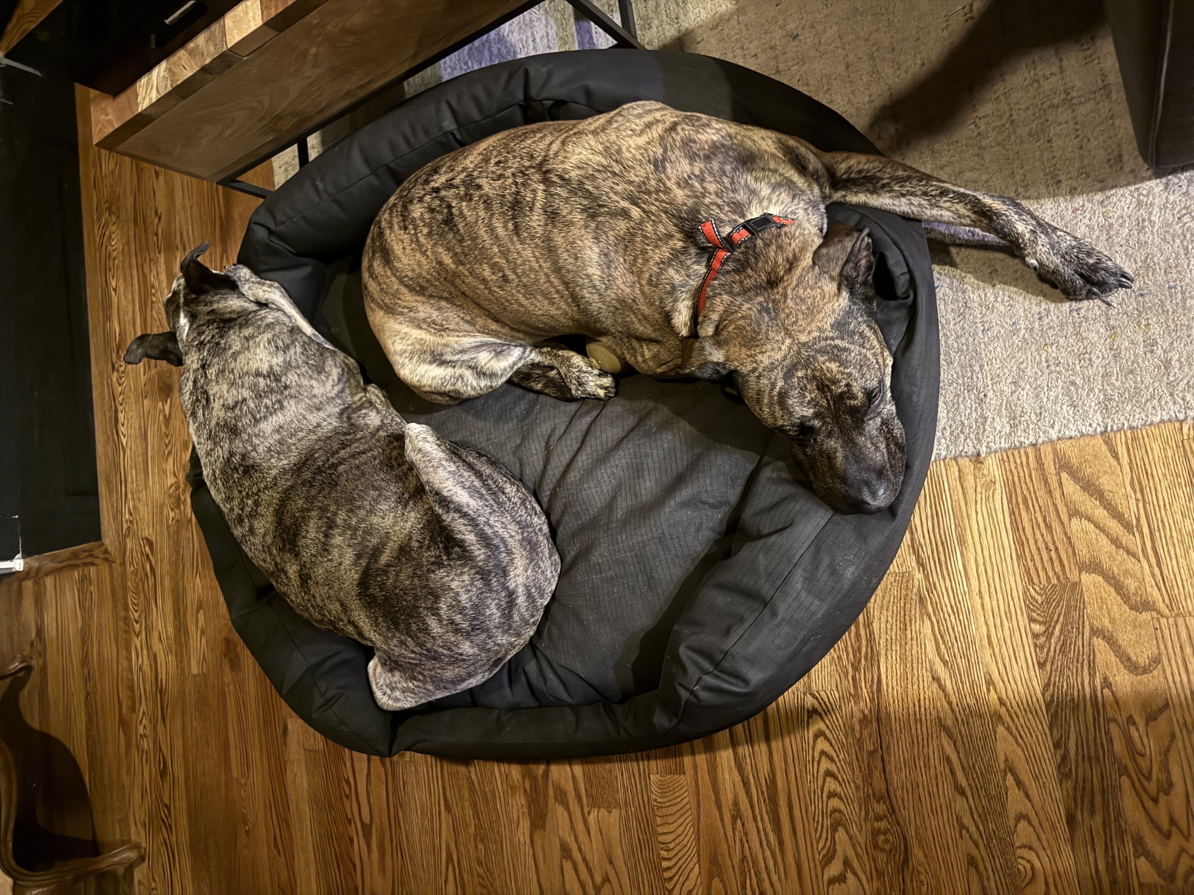 Two brindle-coated dogs sleep on a large black circular dog bed, one with a red collar, on a wooden floor beside a table.