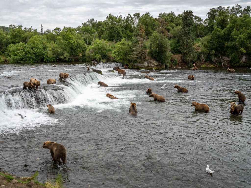 One of the oldest – and most beloved – bears at Katmai National Park  finally returns to Brooks Falls - Alaska Public Media