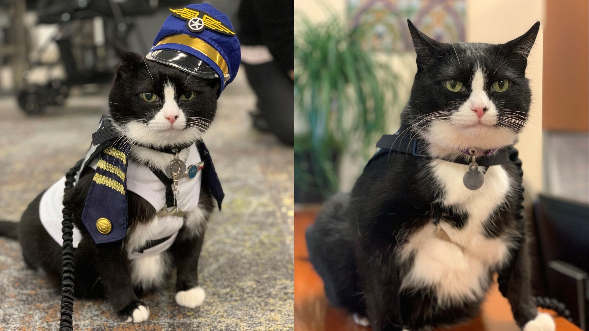 Photo of a black and white cat in a mini pilot uniform on the left and the same cat without the uniform on the right