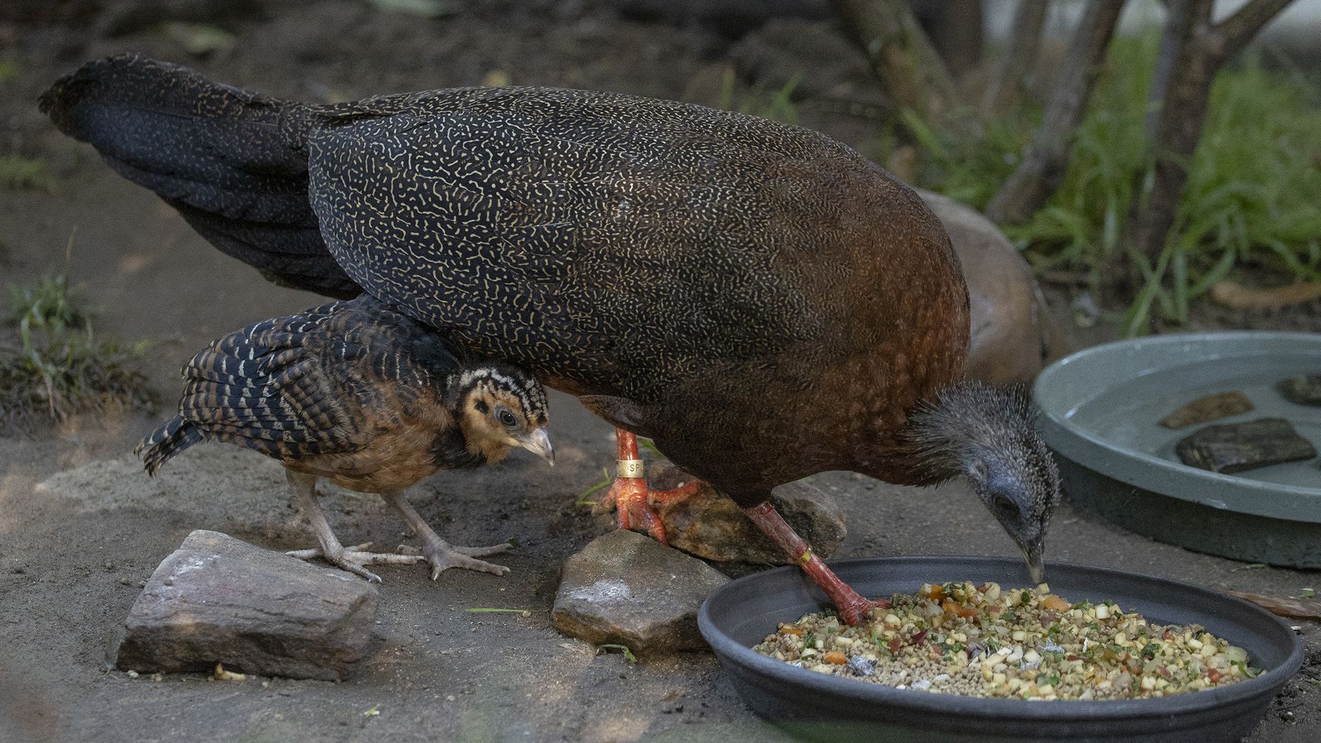 A blue-billed curassow chick stands with its mother that is eating from a plate of seeds.